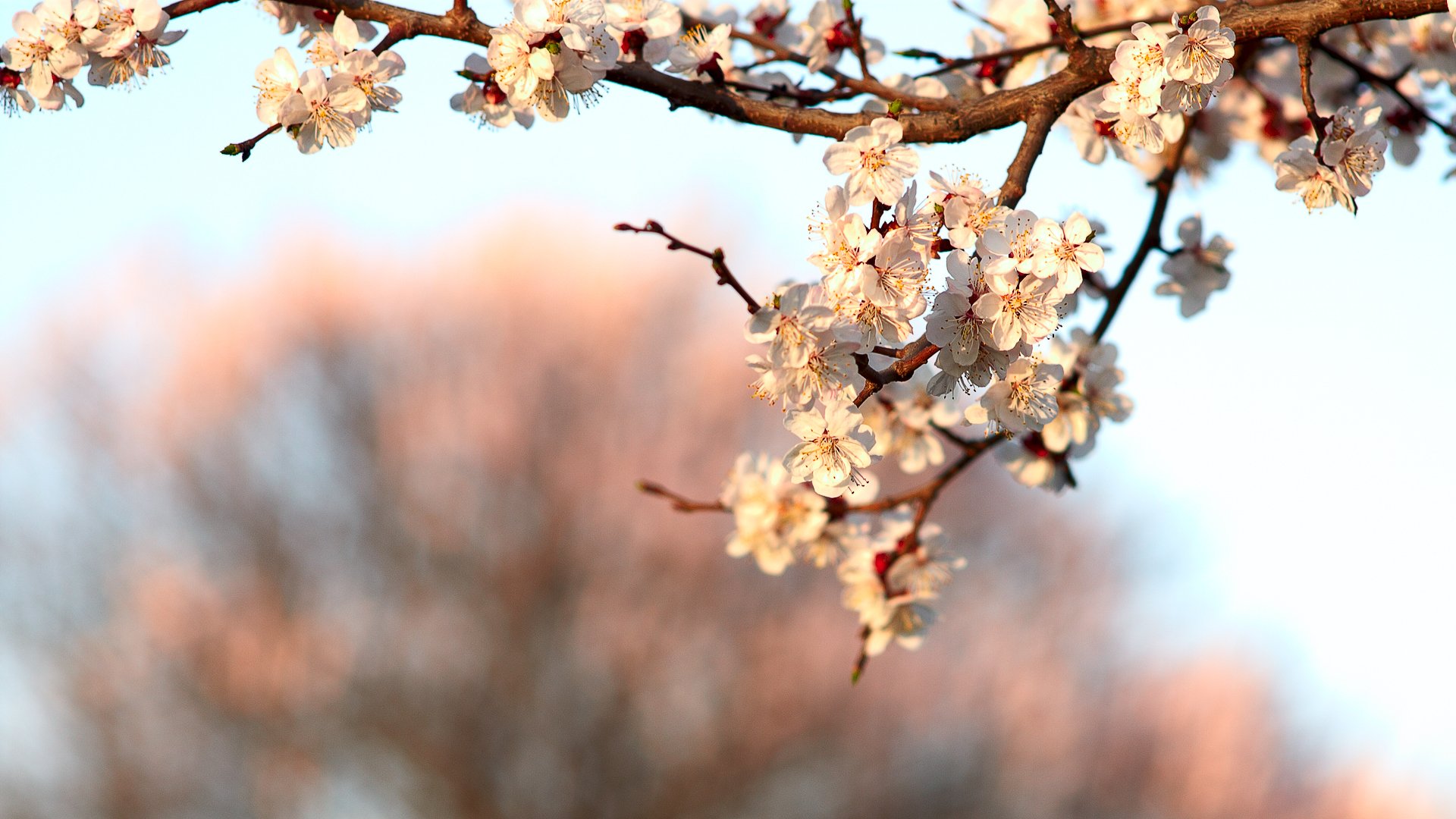 pring branch flower bloom cherry