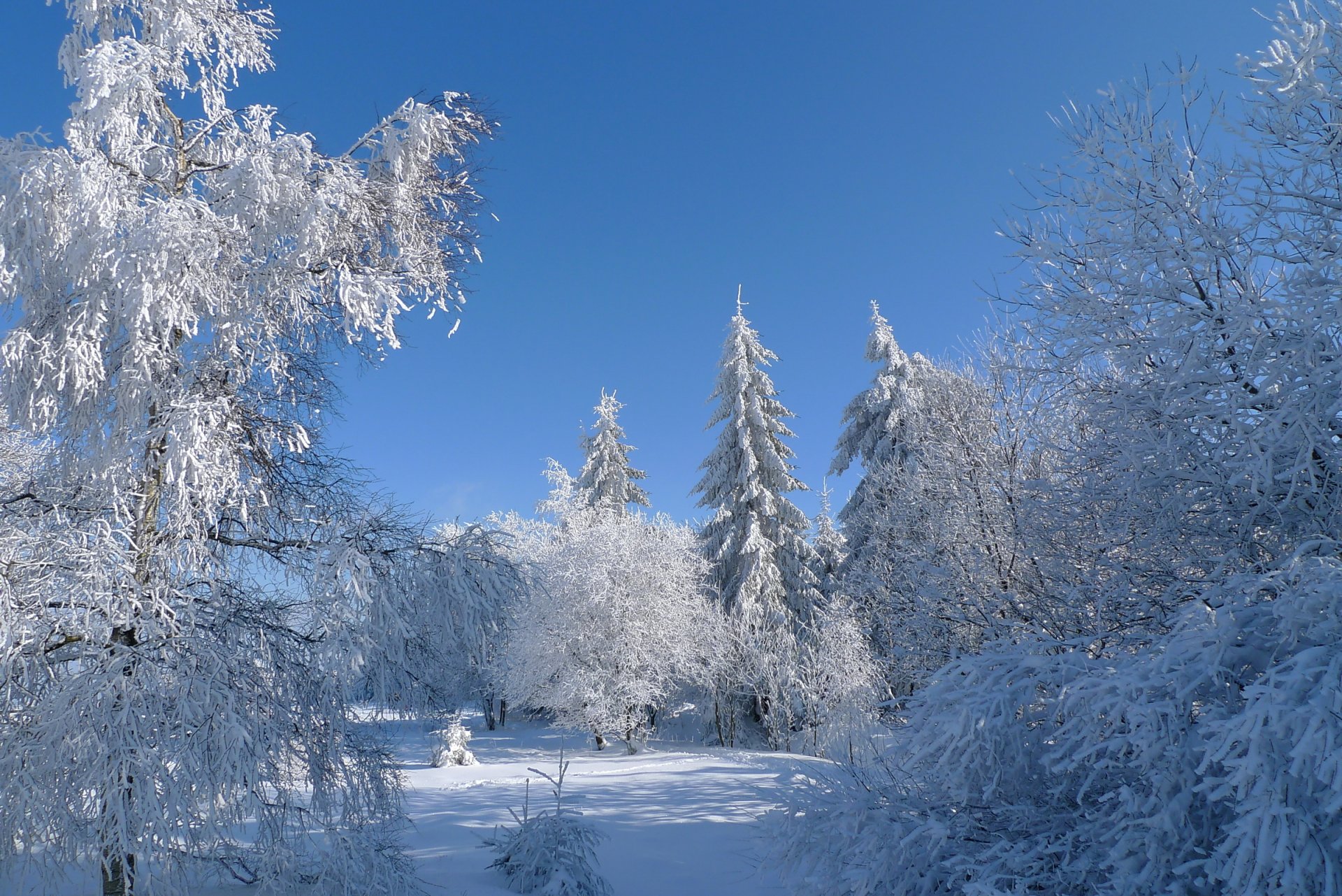 inverno neve alberi gelo cielo