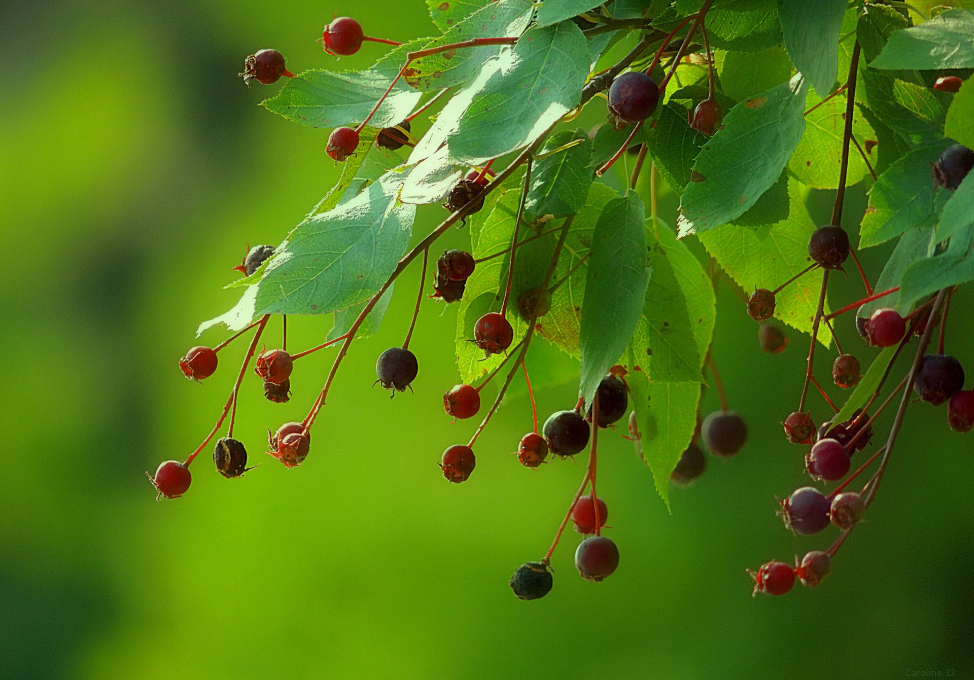 zweig blätter früchte beeren hintergrund