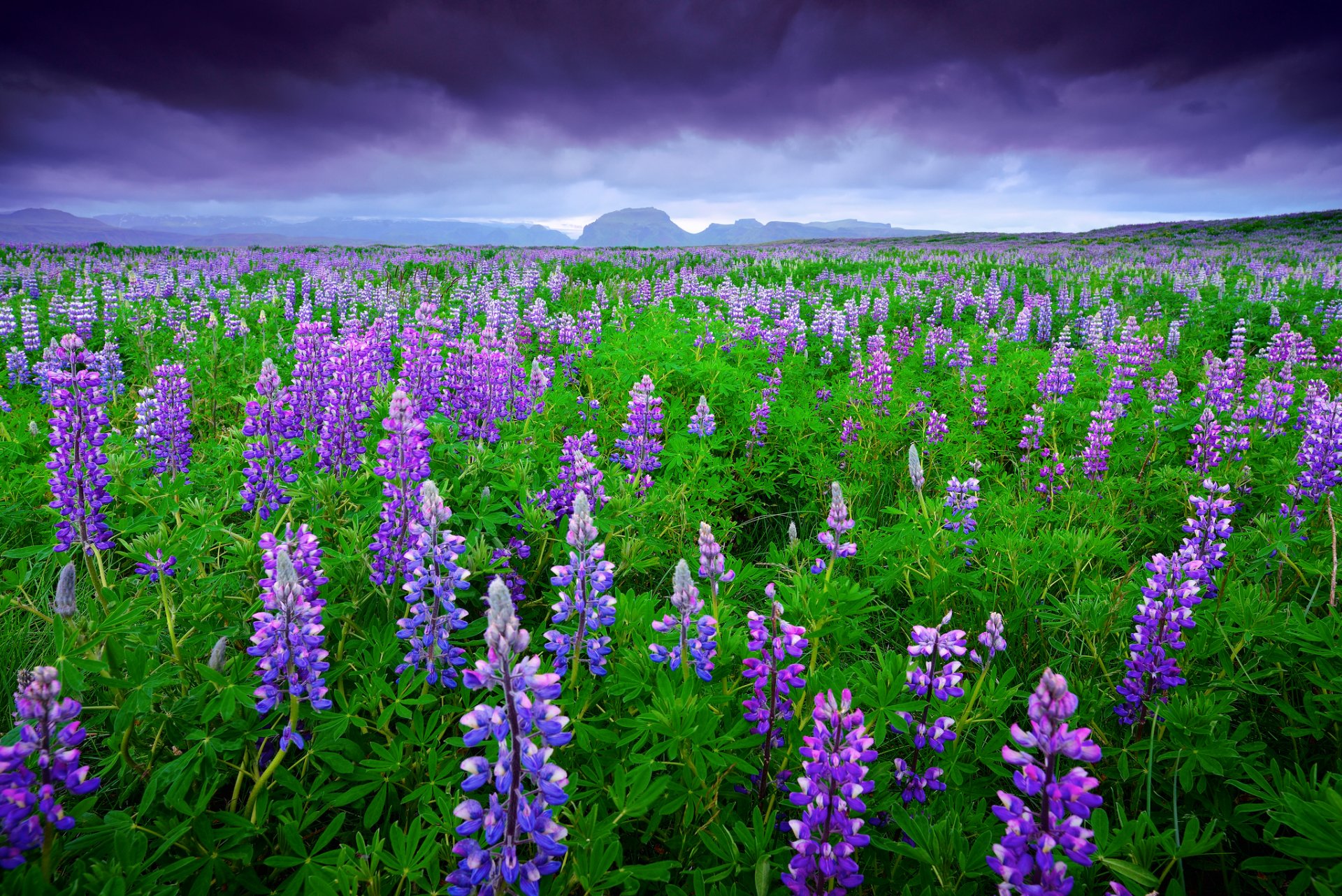 islande champ lupins montagnes ciel nuages été juin