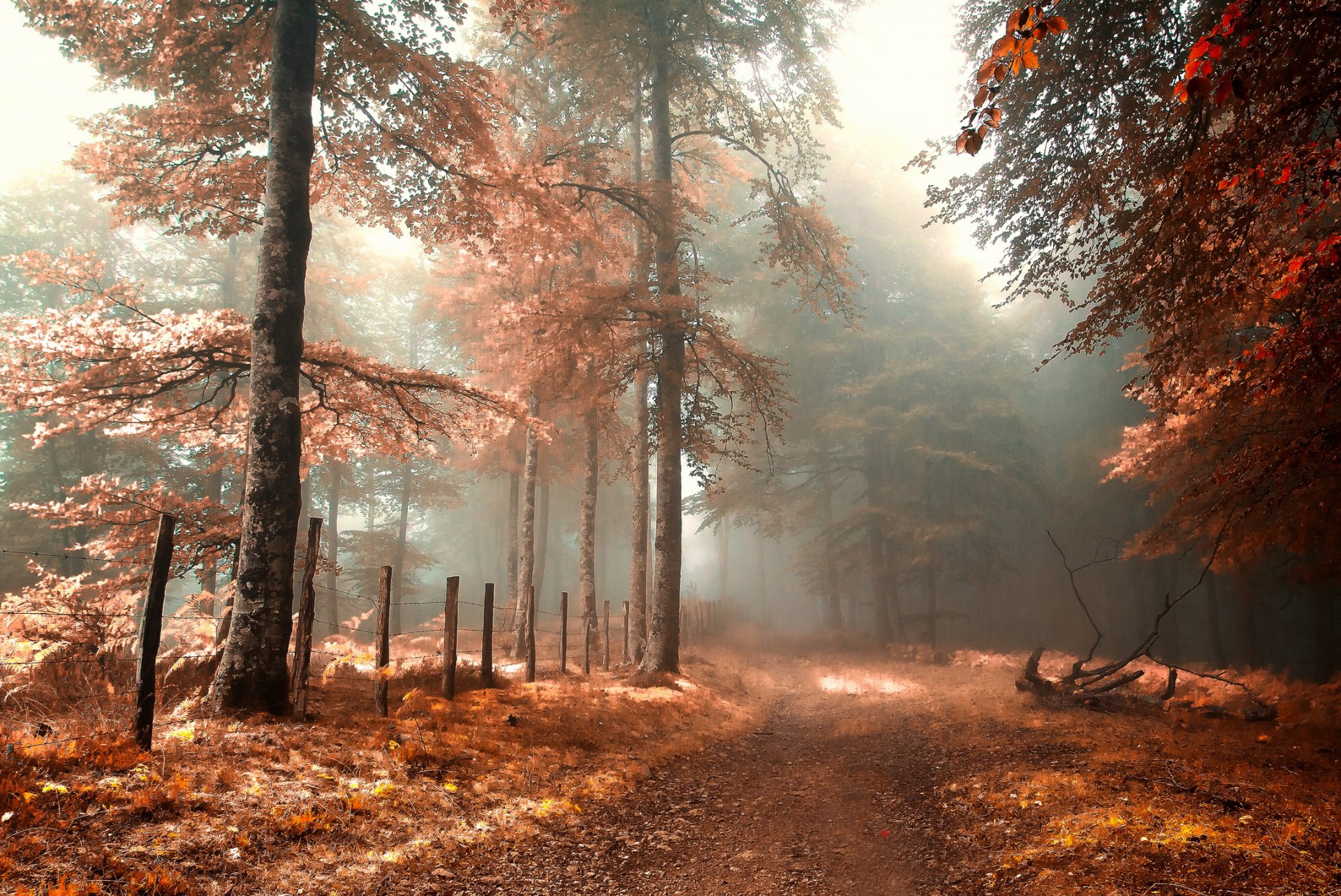 herbst wald straße zaun nebel