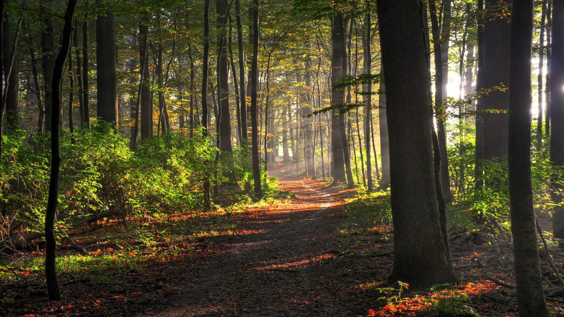 foresta alberi sentiero cespugli sole