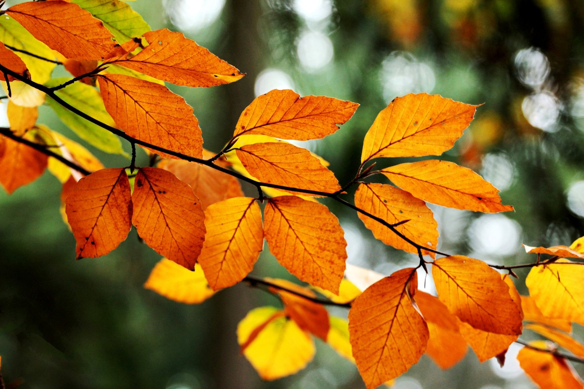 blätter orange gelb zweig baum bokeh herbst natur