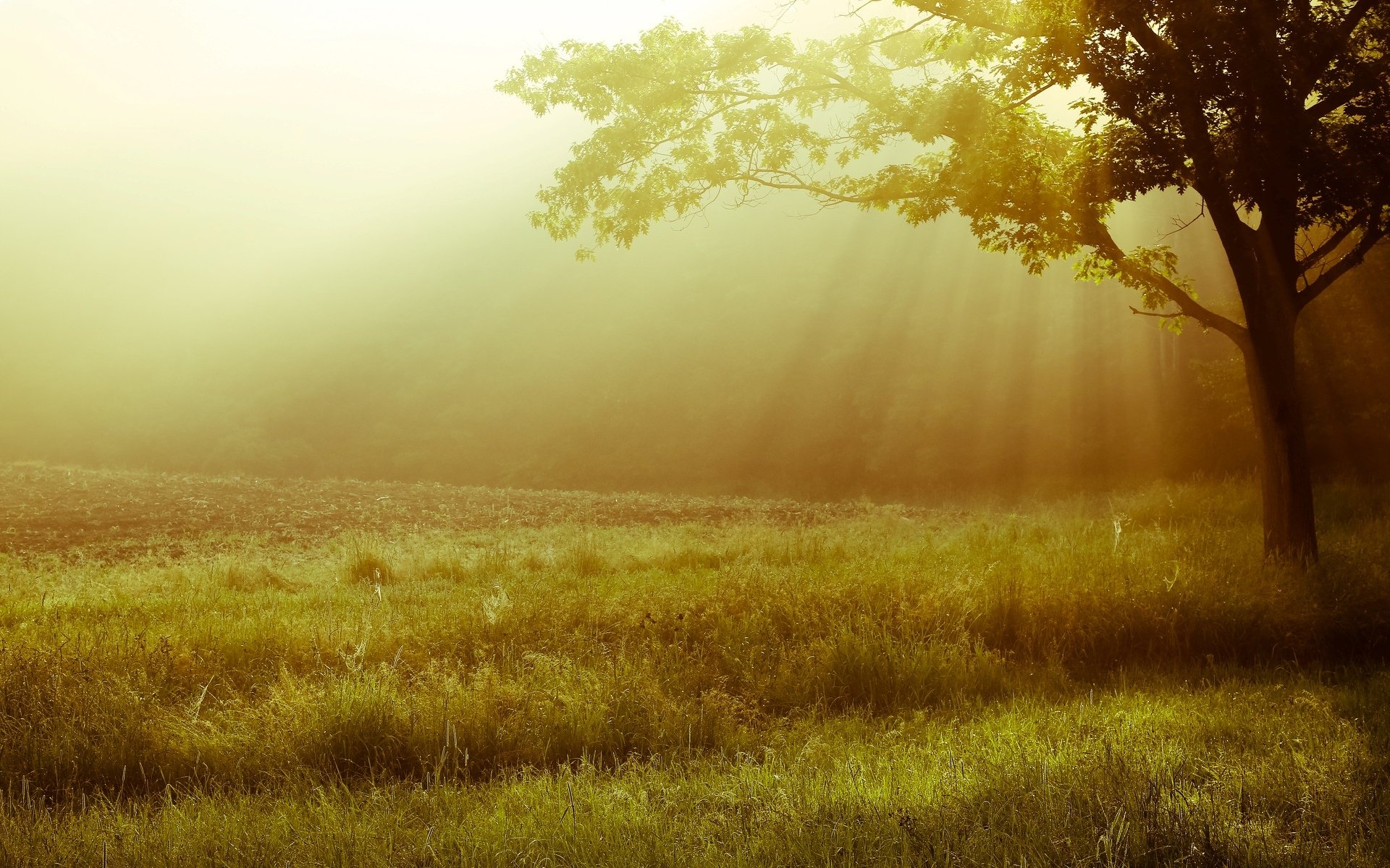 nature landscape tree trees leaves leaves grass greenery meadow sun light background wallpaper widescreen fullscreen widescreen widescreen