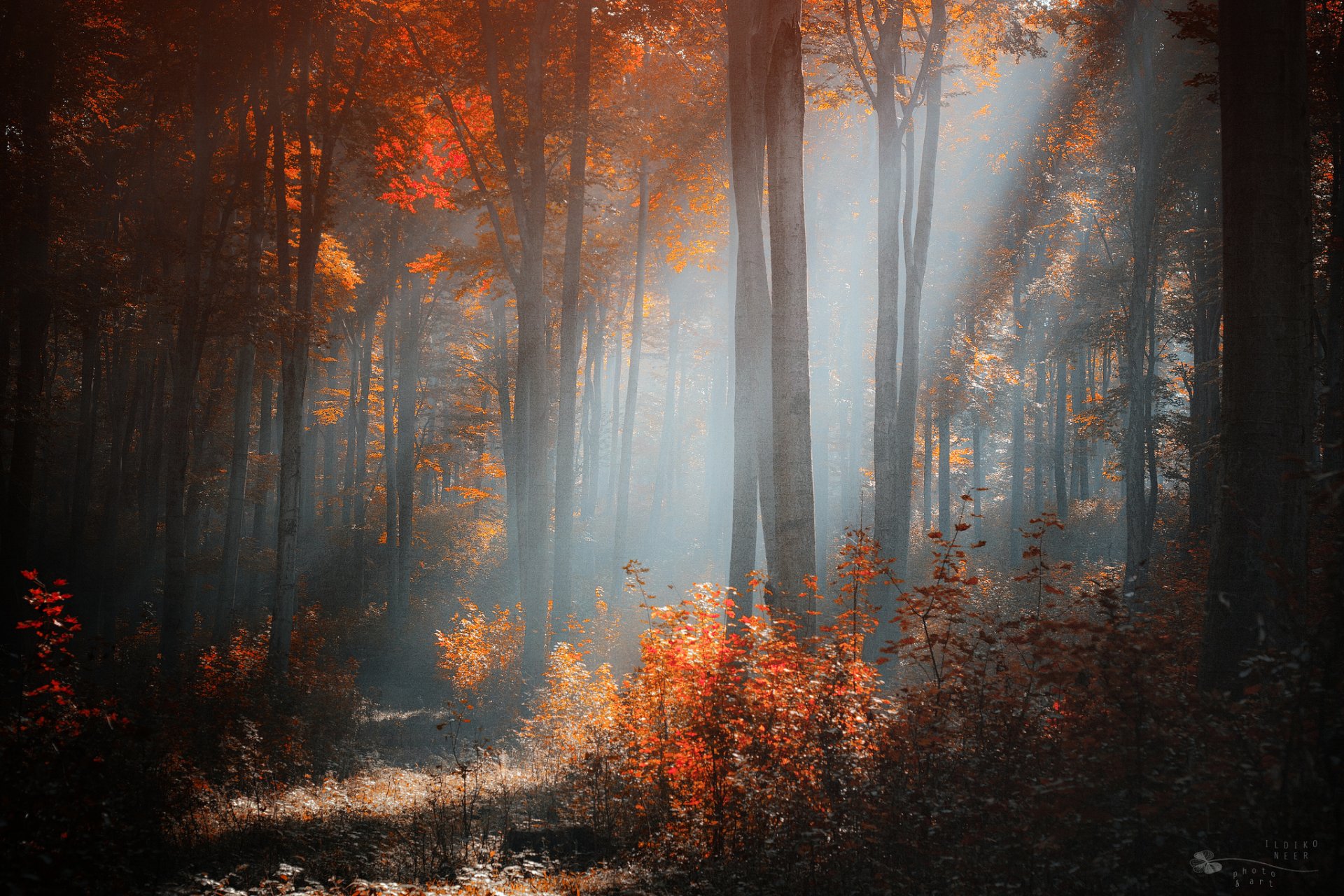 ildiko nier autunno foresta alberi cespugli luce sole