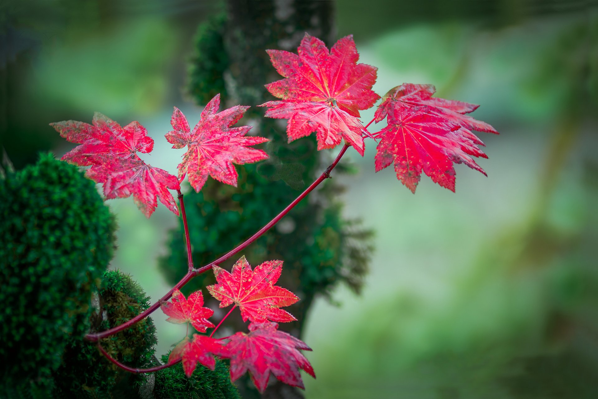 branch leaves red autumn background