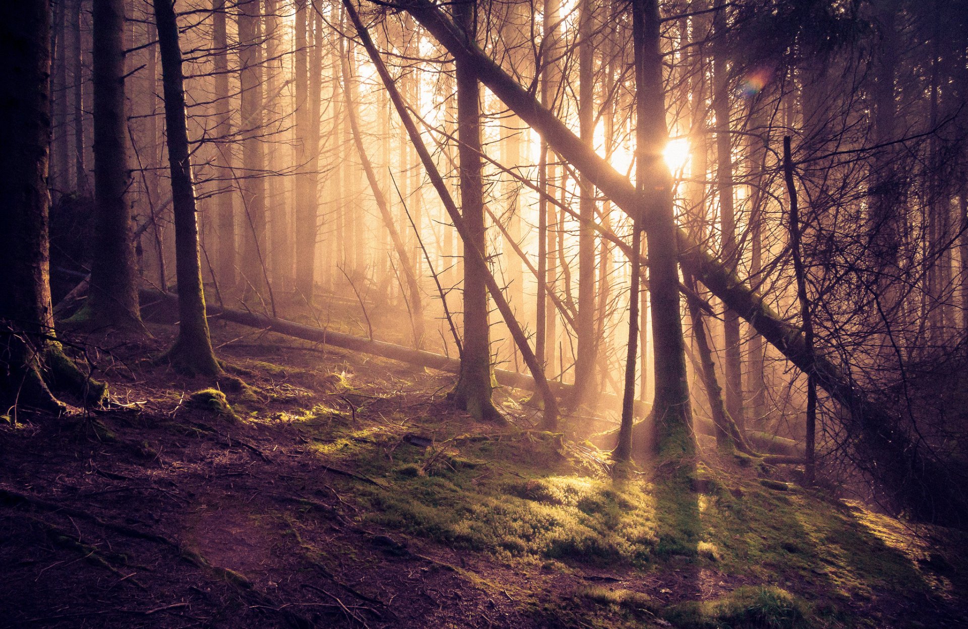 wald kiefern sonne strahlen