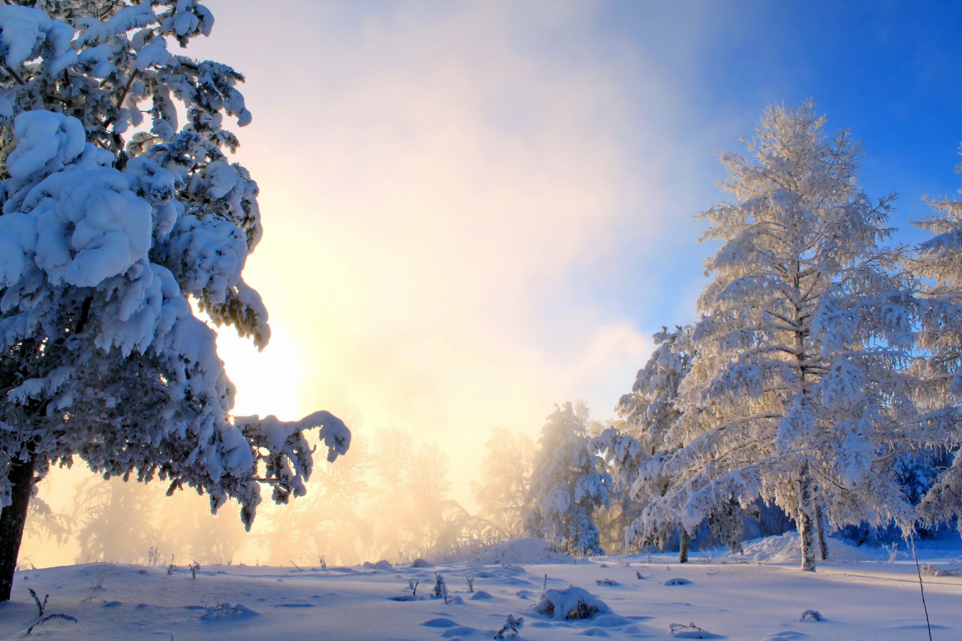 invierno nieve árboles arbustos niebla sol naturaleza foto