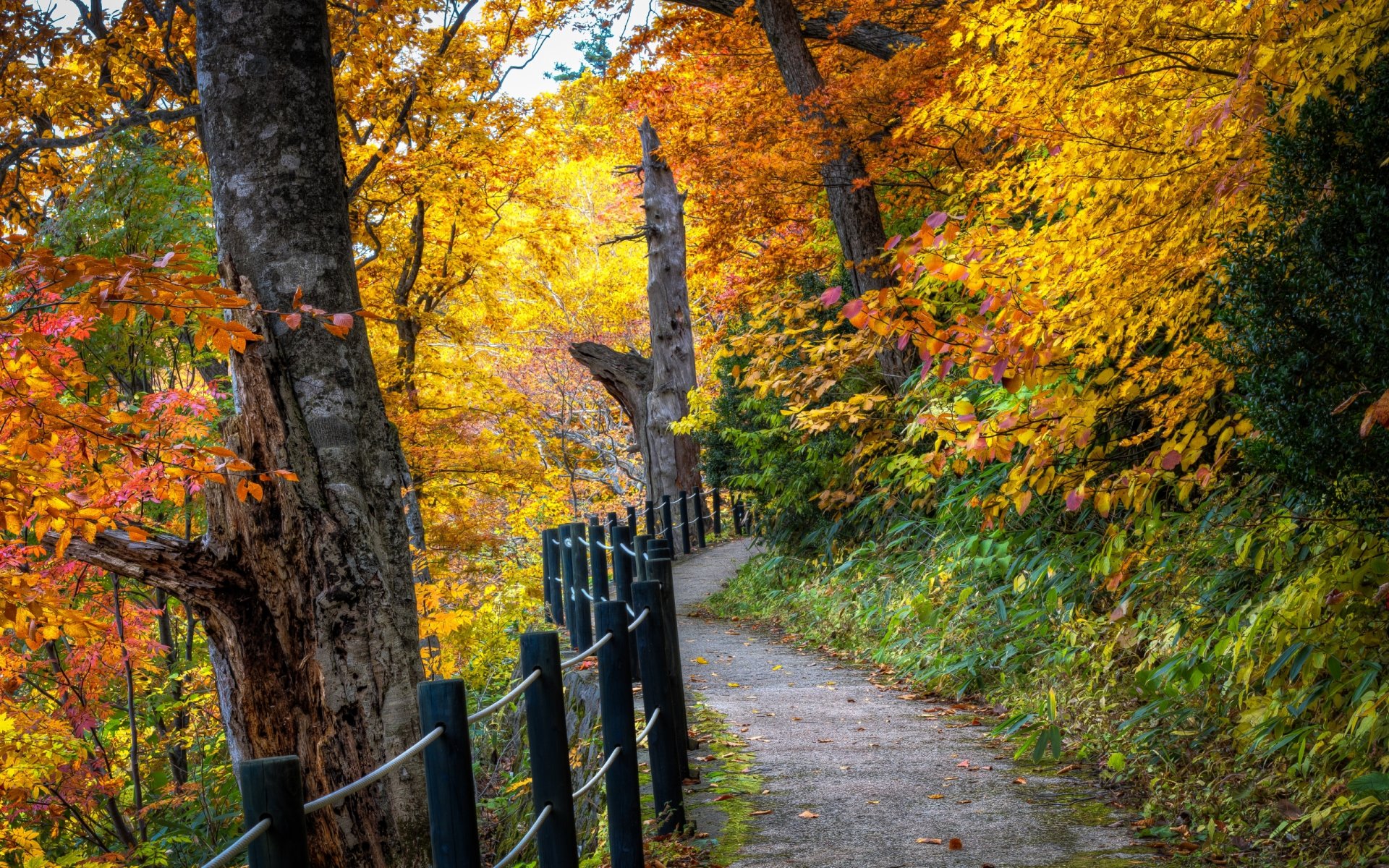 nature landscape autumn leaves tree trees forest road