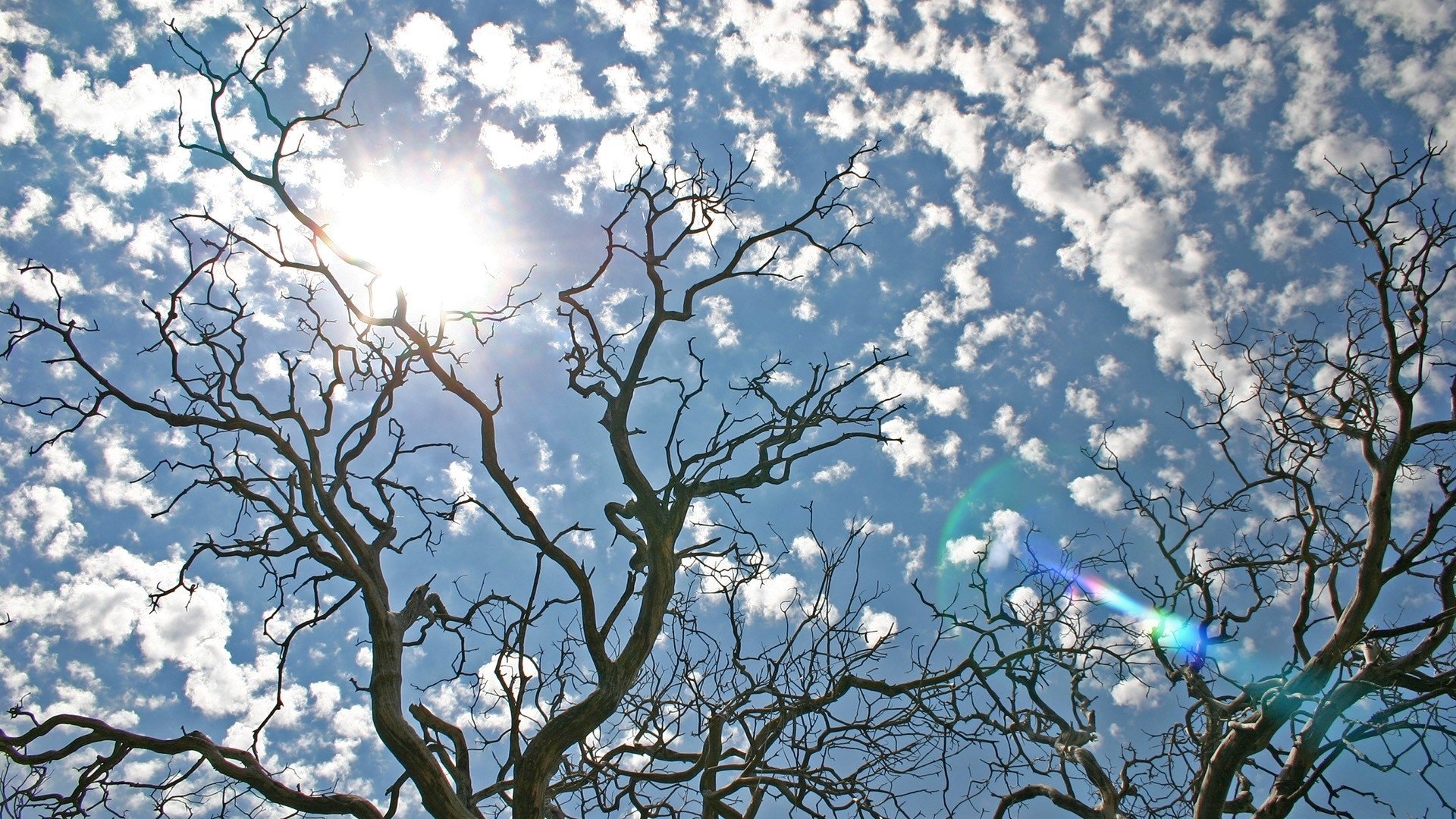 natur himmel wolken bäume sonne