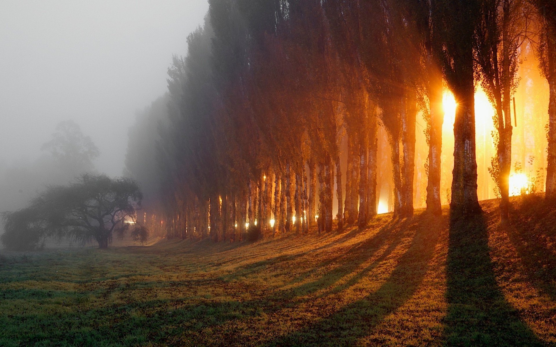 wald herbst morgen nebel lichtstrahlen natur foto