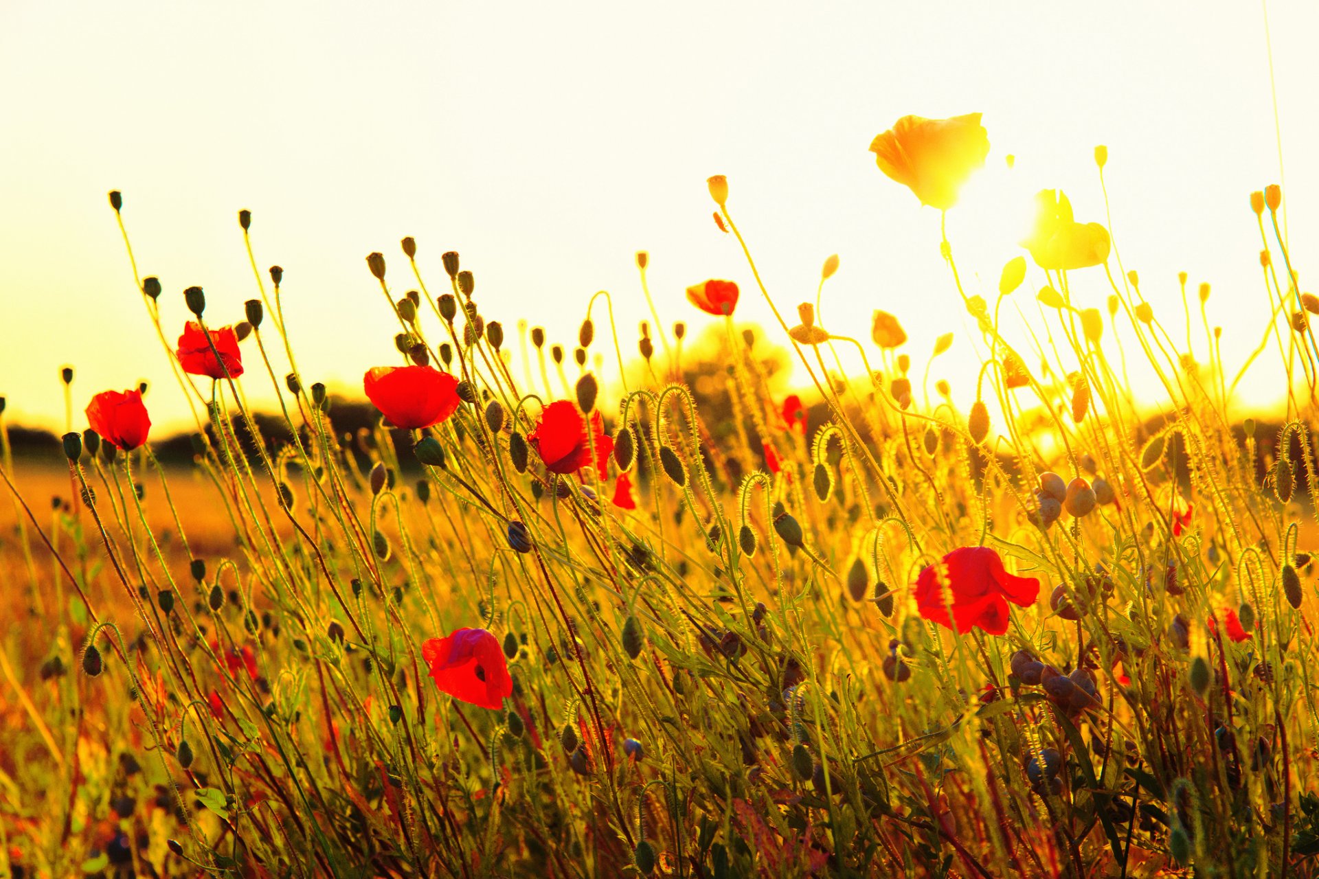 poppies flower red the field grass sun sunset nature