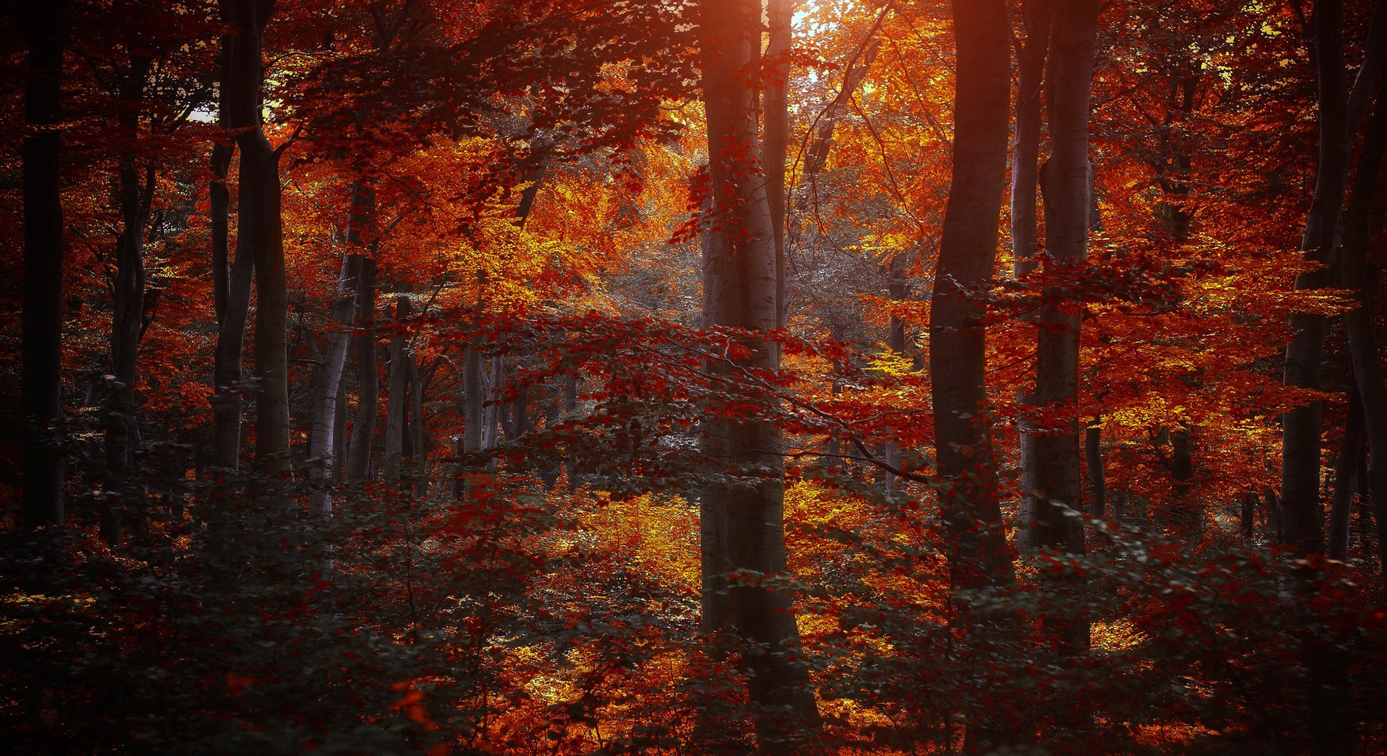 autunno foresta alberi foglie cremisi bordeaux giallo natura