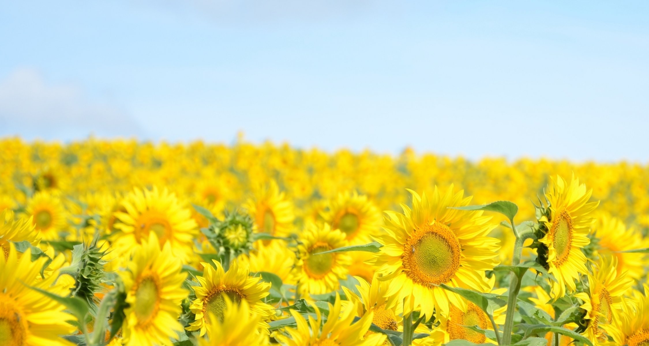 nature landscape plant flowers flowers sunflower sunflowers yellow sky blue background wallpaper widescreen fullscreen widescreen flower sunflower sunflower blue widescreen