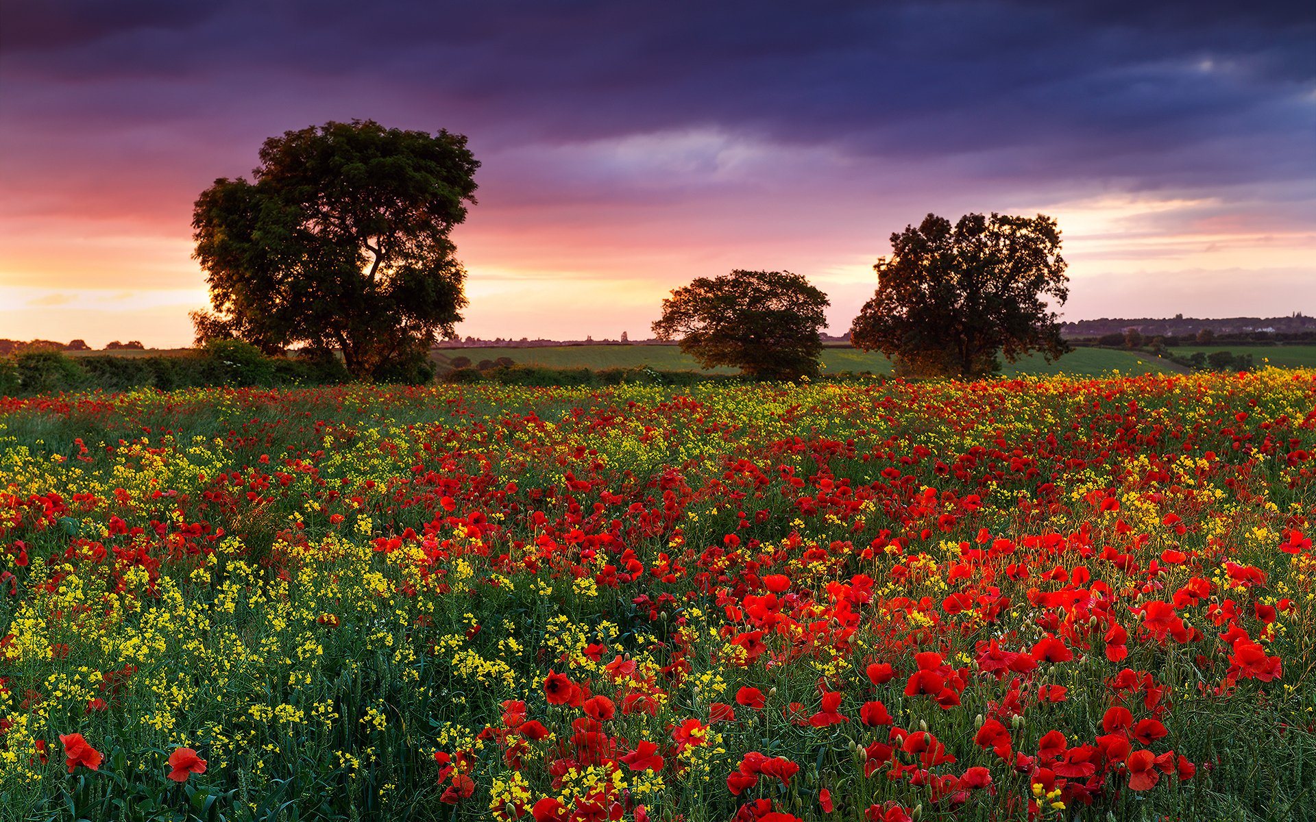 natur england sommer abend feld blumen mohn raps derwe