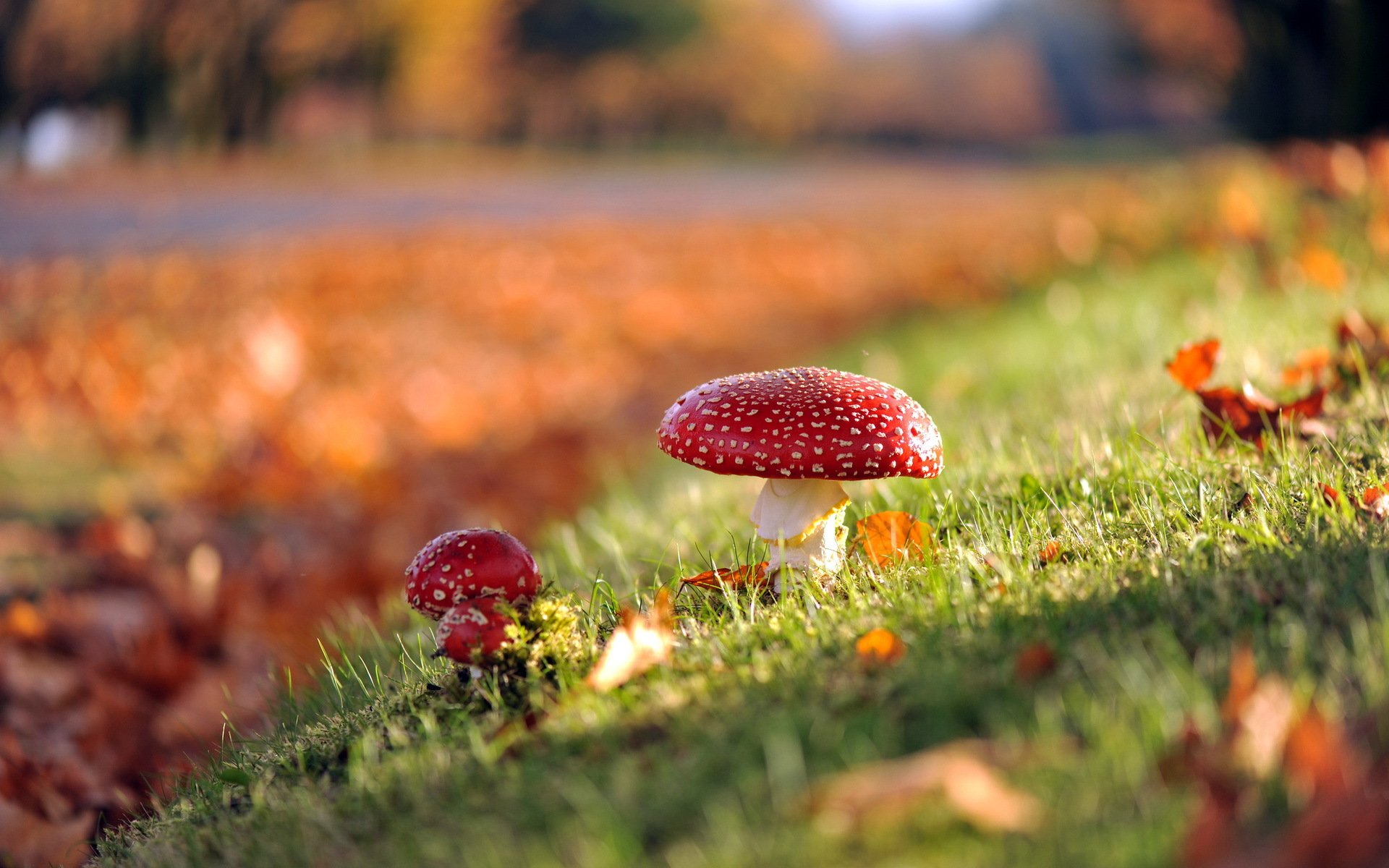 setas naturaleza otoño