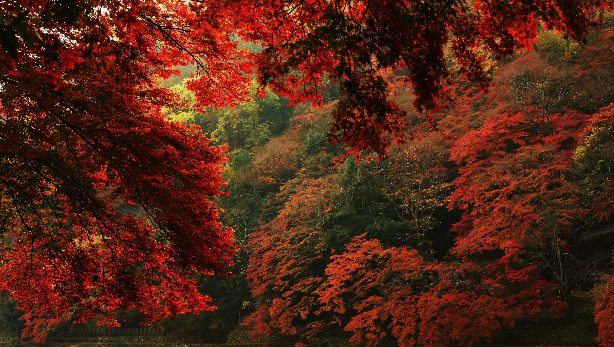 natur ansicht herbst bäume blätter