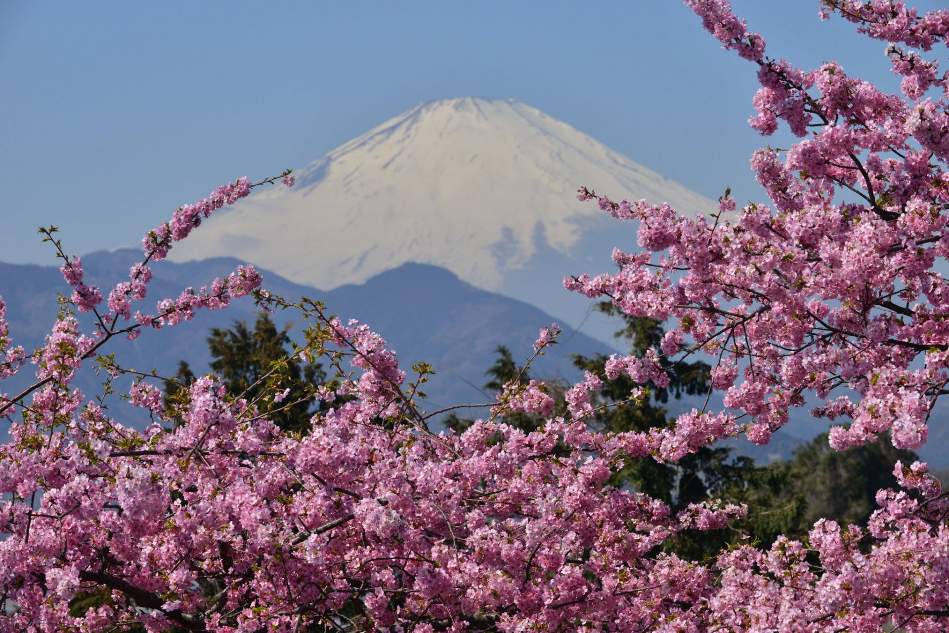 mont fuji japon fujiyama montagne volcan sakura floraison