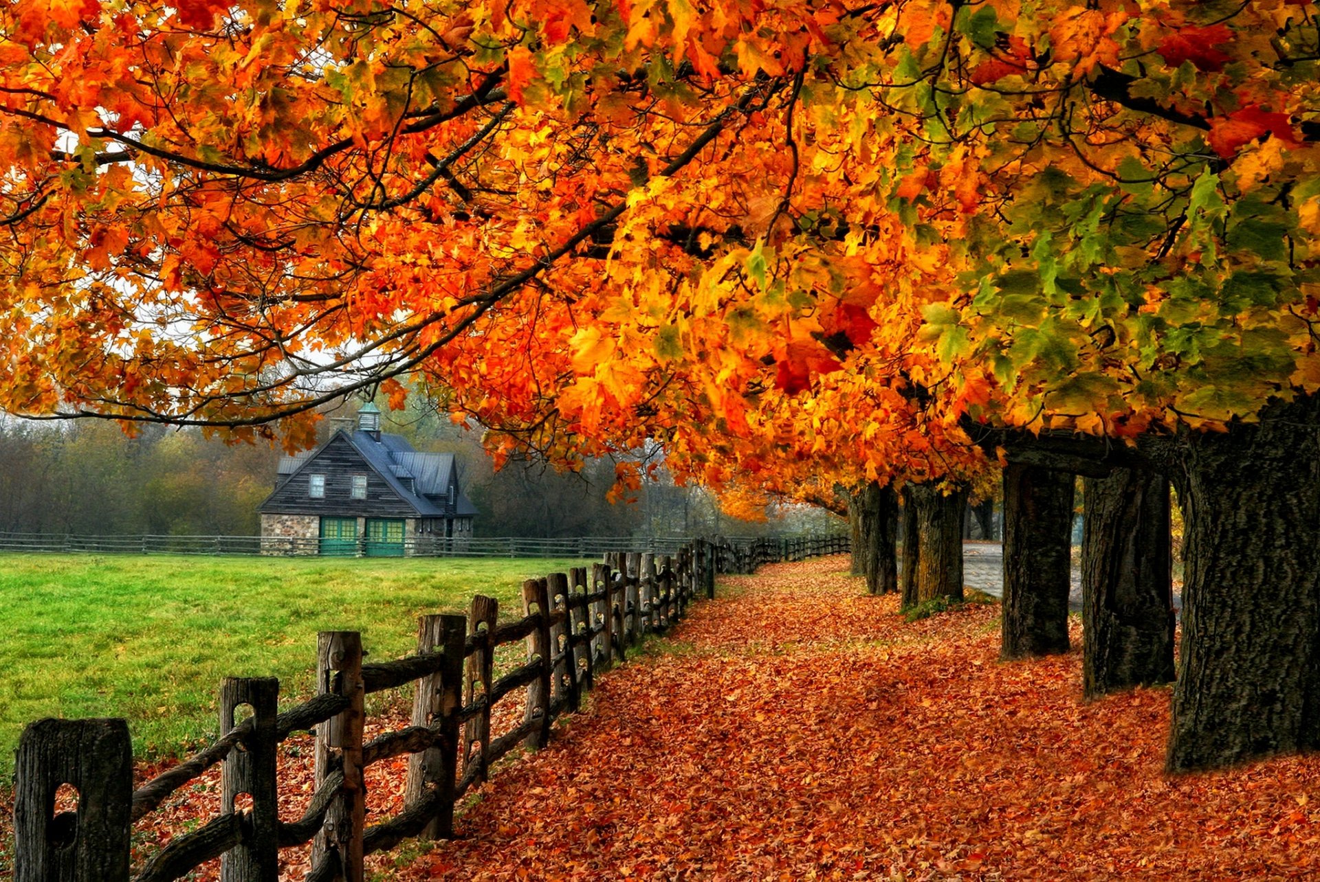 arbre feuilles coloré branches route feuillage lueur automne automne nature couleurs arbres maison