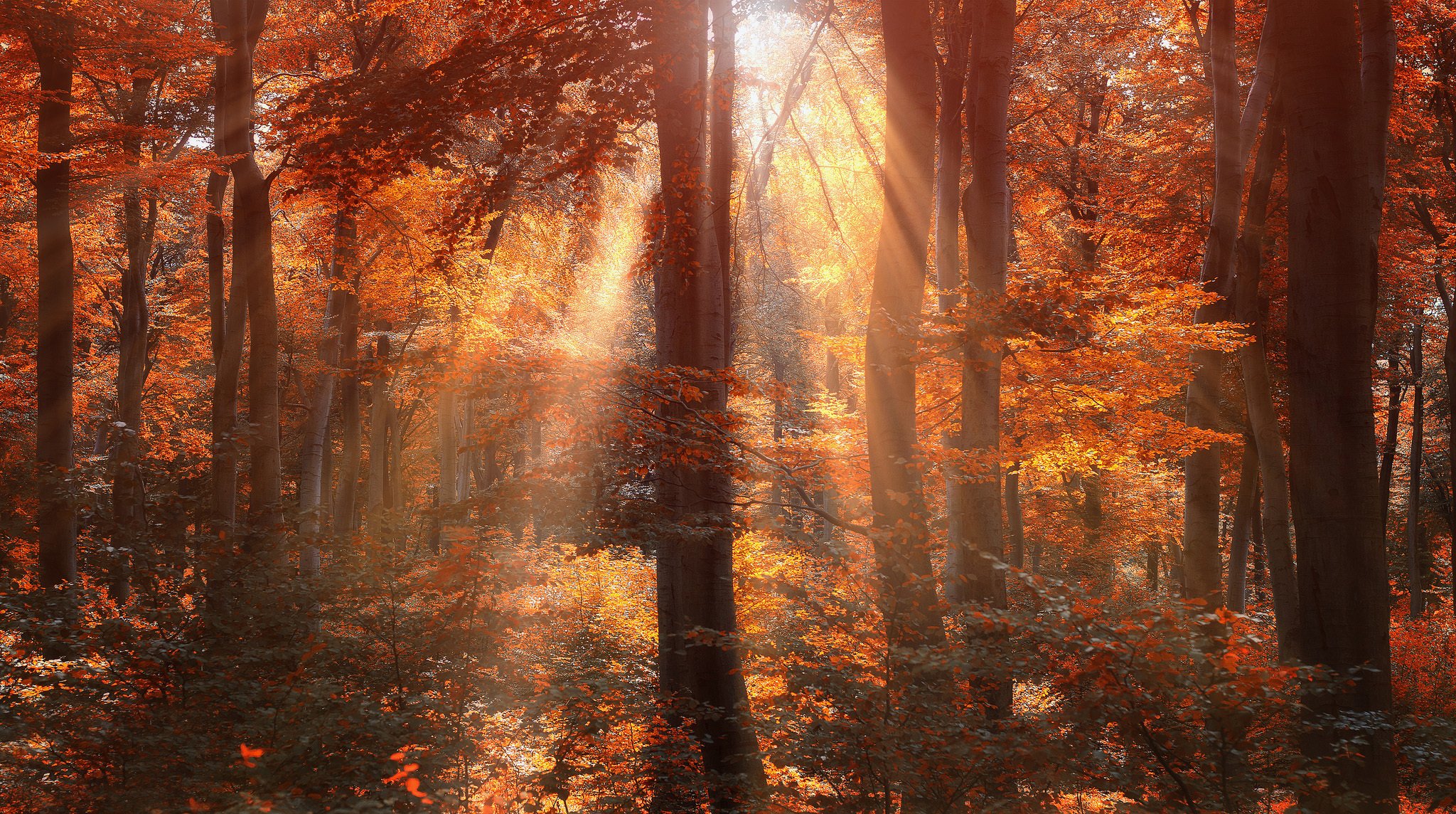 wald bäume herbst sonne strahlen