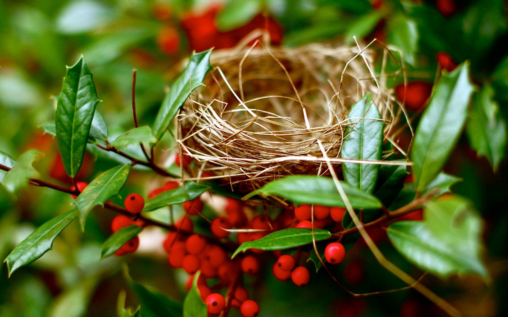 nest zweige natur