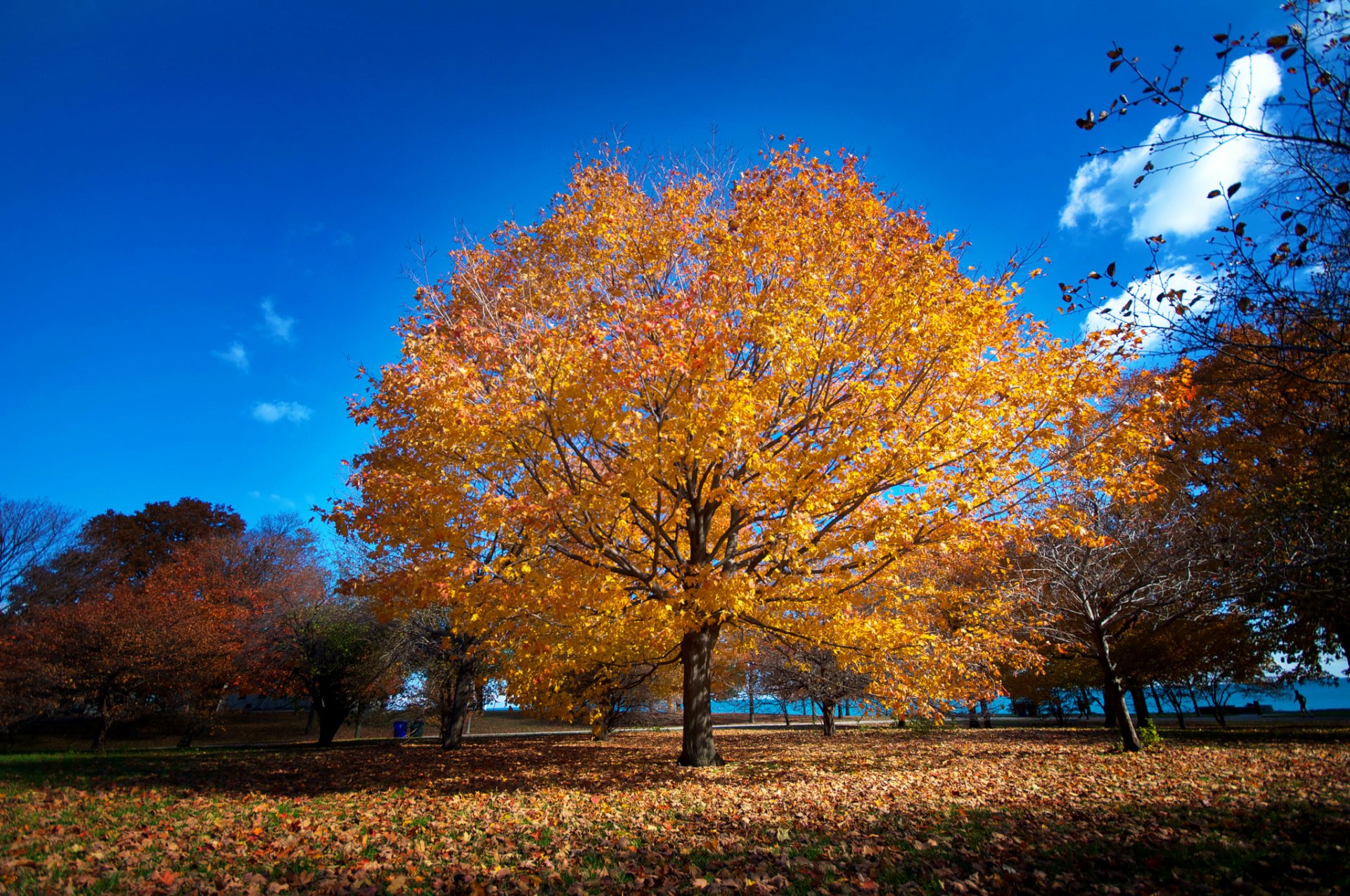 chicago parc promenade automne