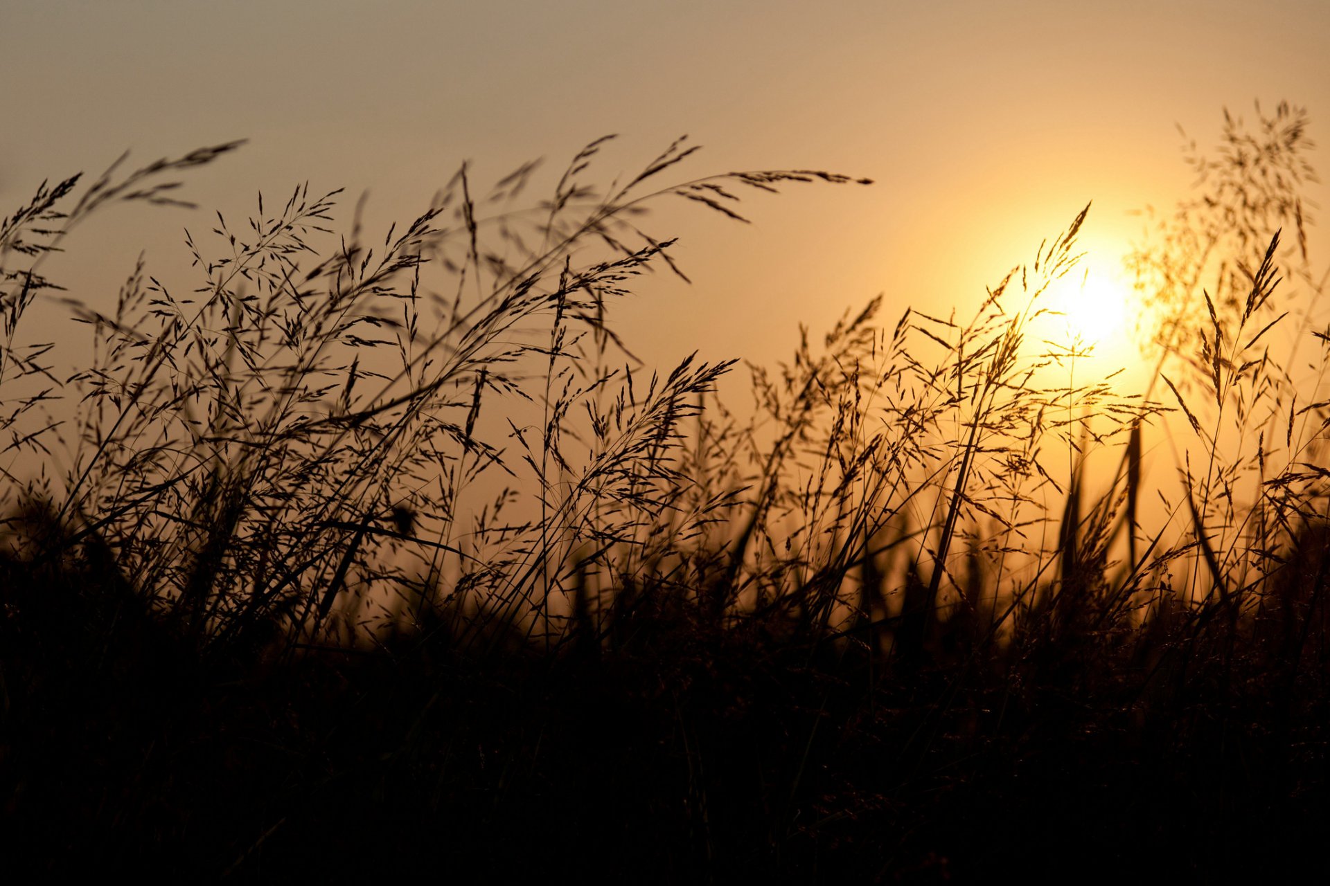 campo spighe sera sole tramonto arancione cielo