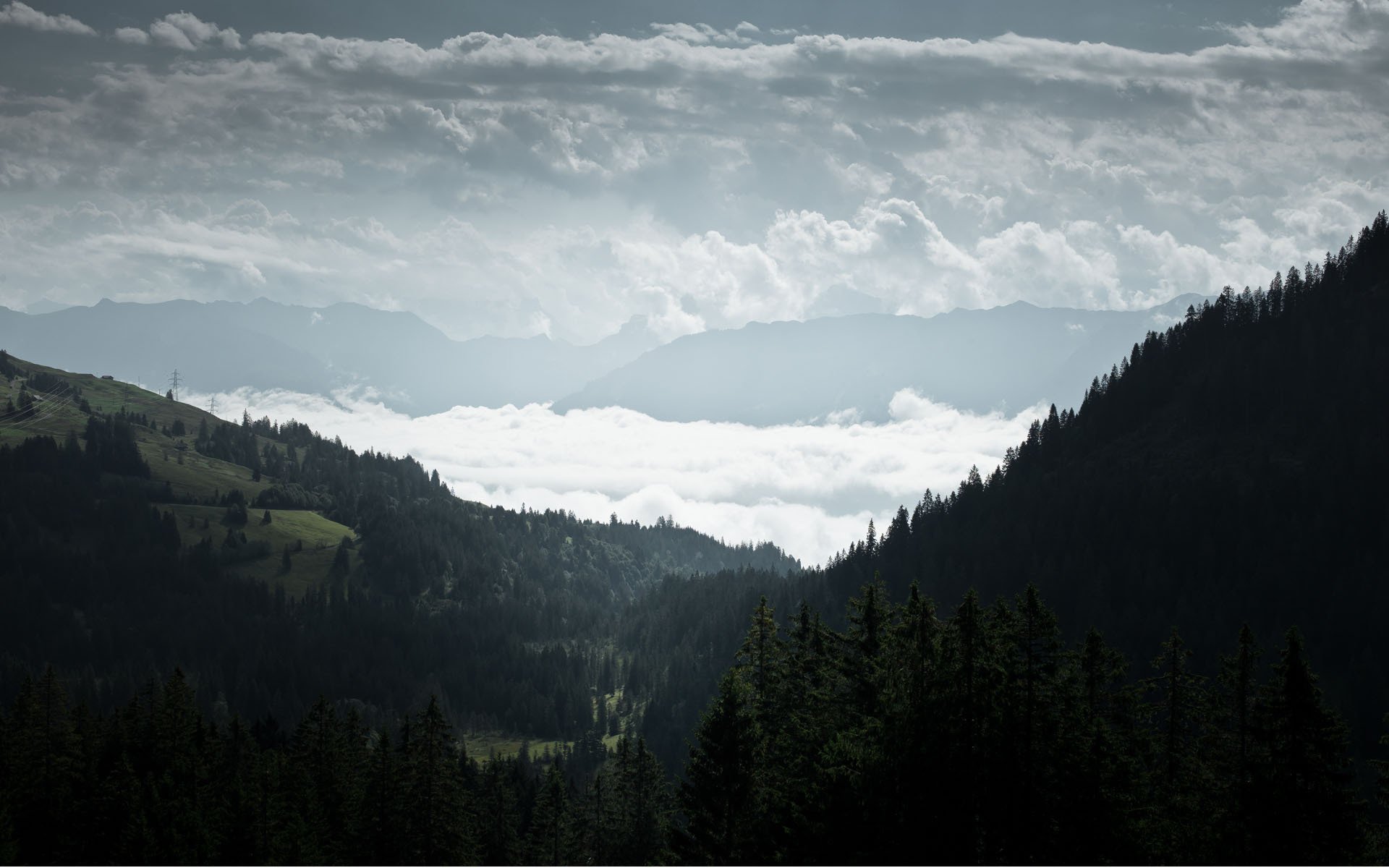 wald fichte nadelbäume hügel nebel wolken ansicht