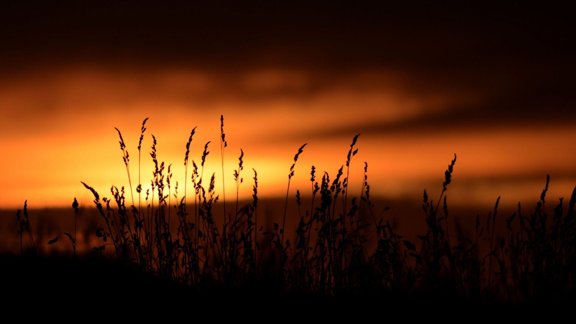 nature plant vegetation silhouette dark sunset sky background wallpaper widescreen full screen hd wallpapers fullscreen