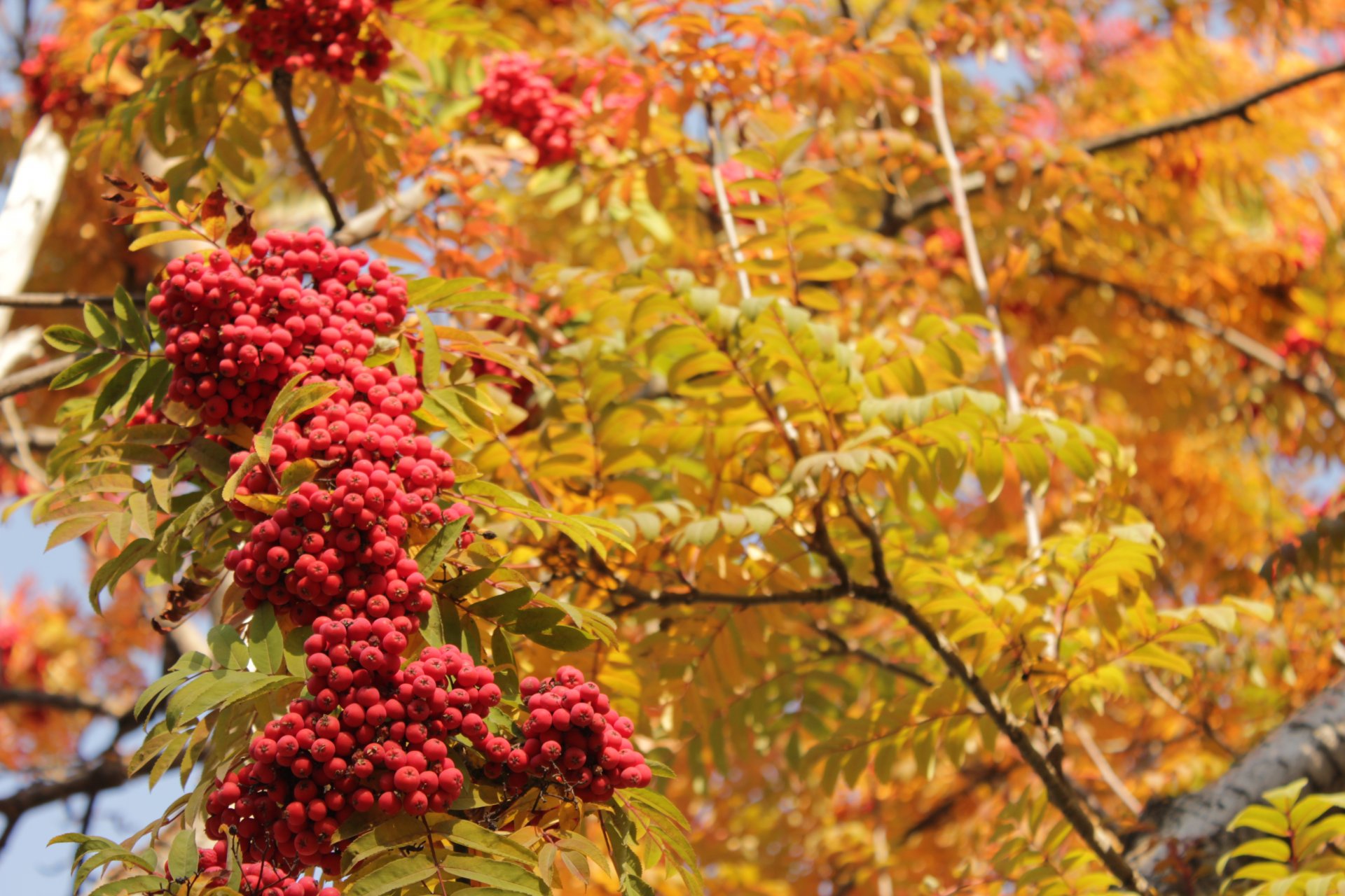 rowan rouge feuilles jaune automne