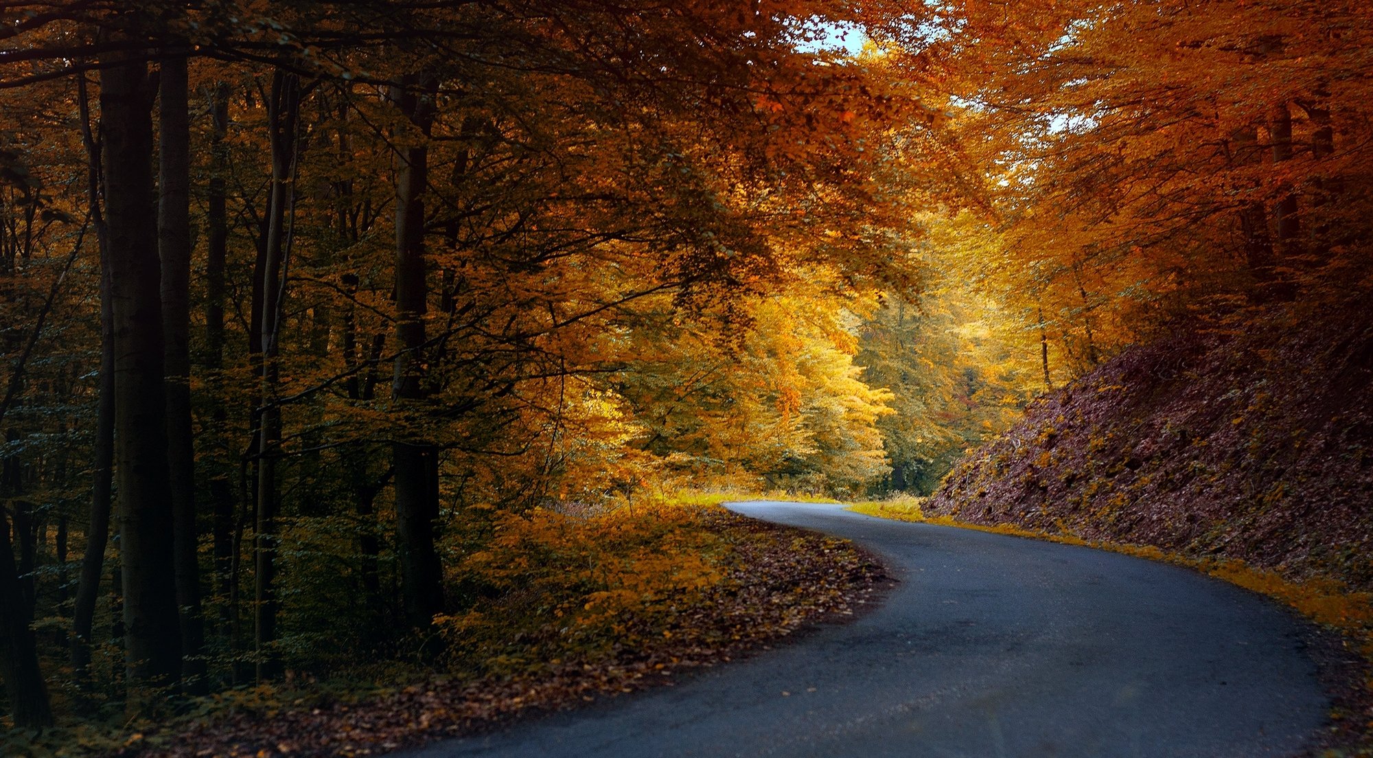 herbst natur straße asphalt wald bäume blätter orange gelb