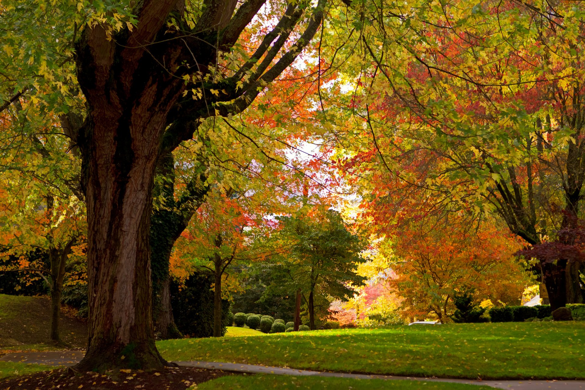 otoño parque árboles