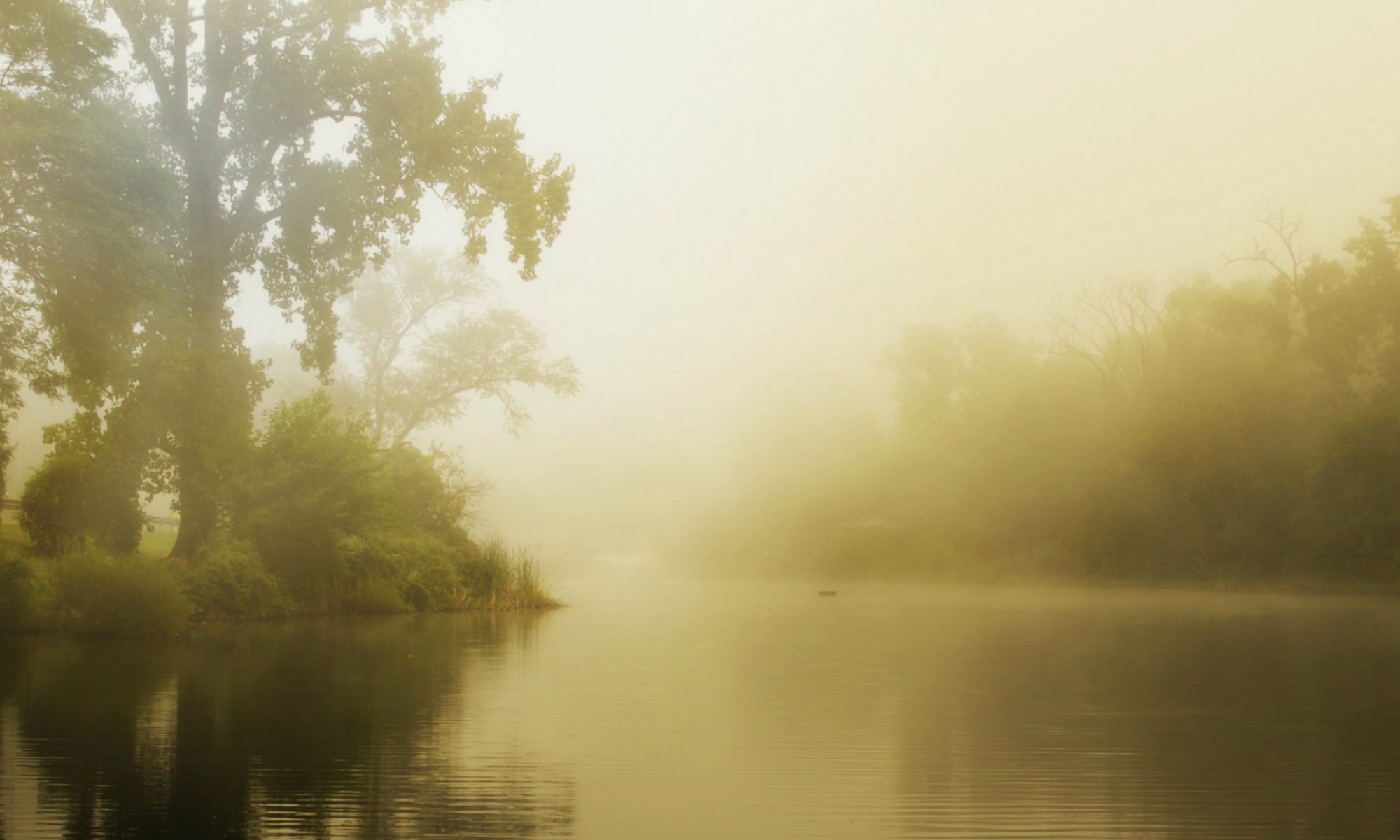 bosque lago niebla mañana verano