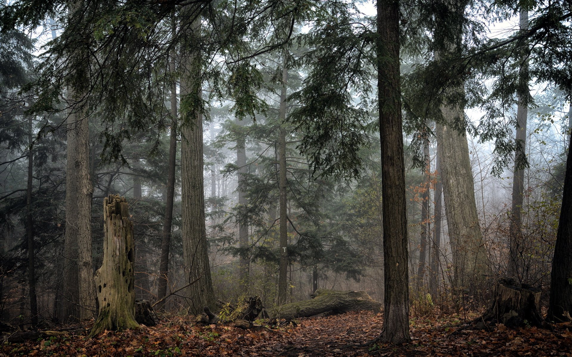 las jesień przyroda