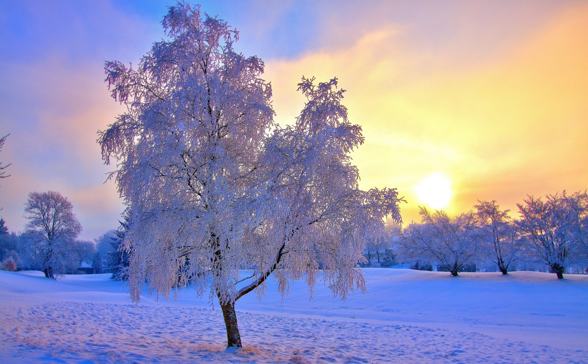 inverno neve alberi gelo cielo sole foschia