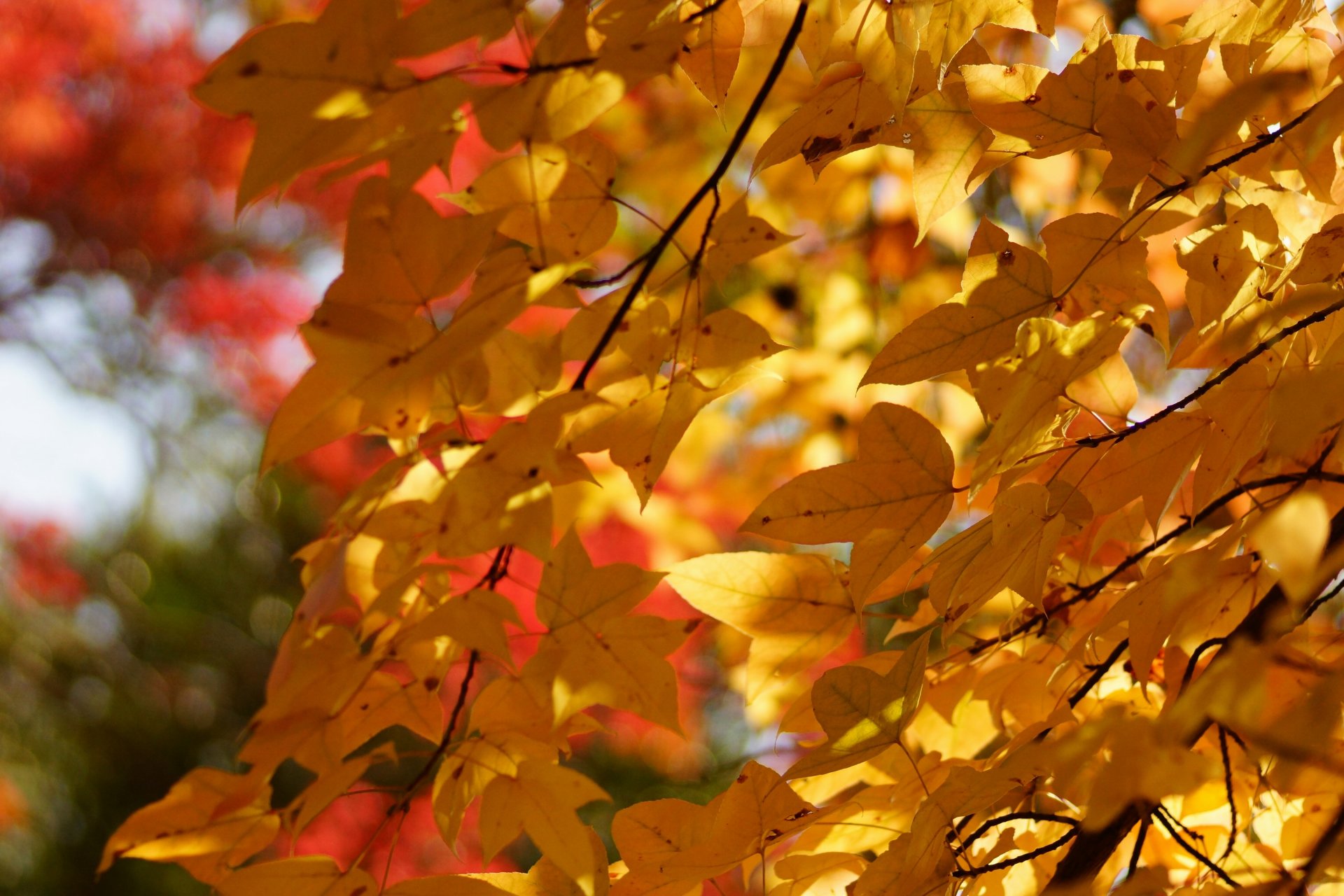 otoño árbol corona follaje hojas amarillo