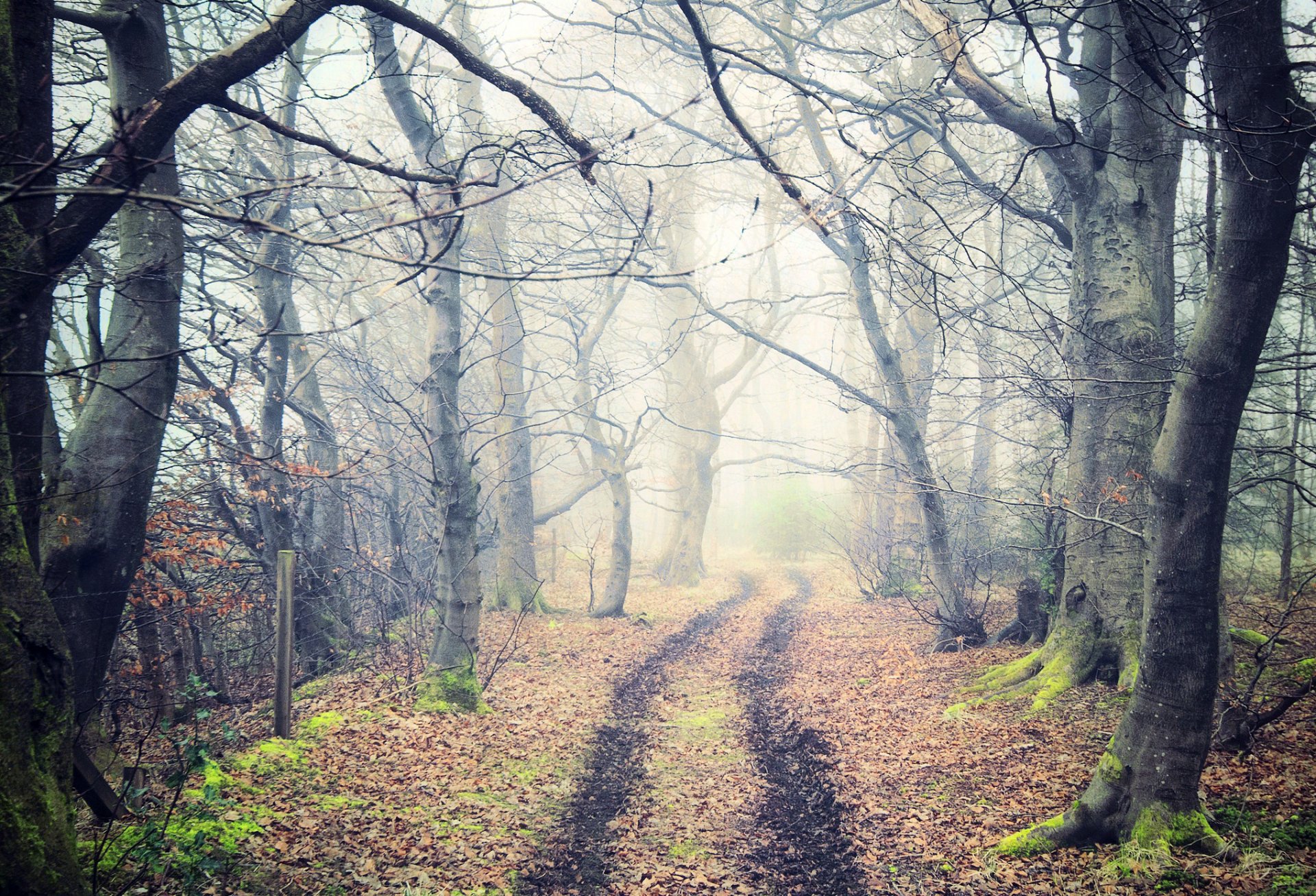 naturaleza bosque niebla camino sendero árboles hojas otoño