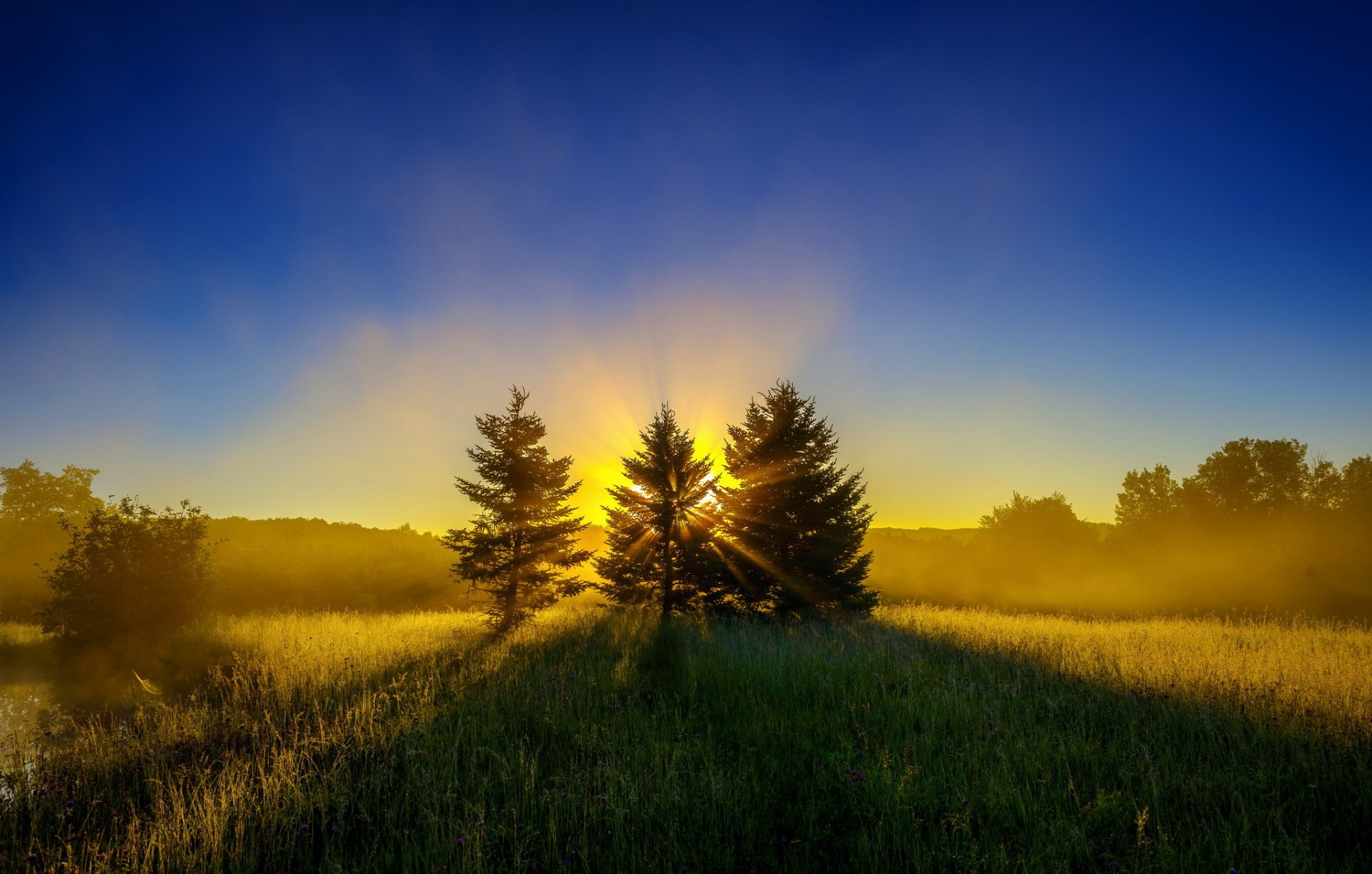 foresta radura alberi di natale sole raggi alba