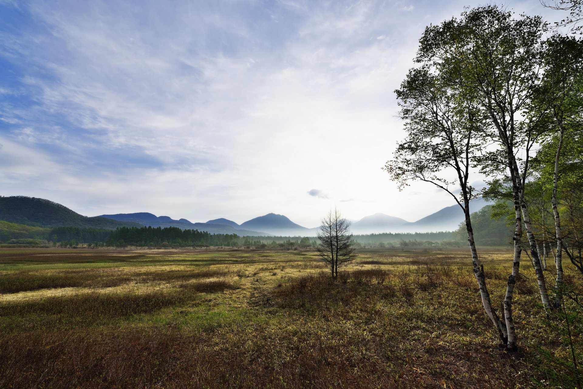 mountain valley tree birch fog