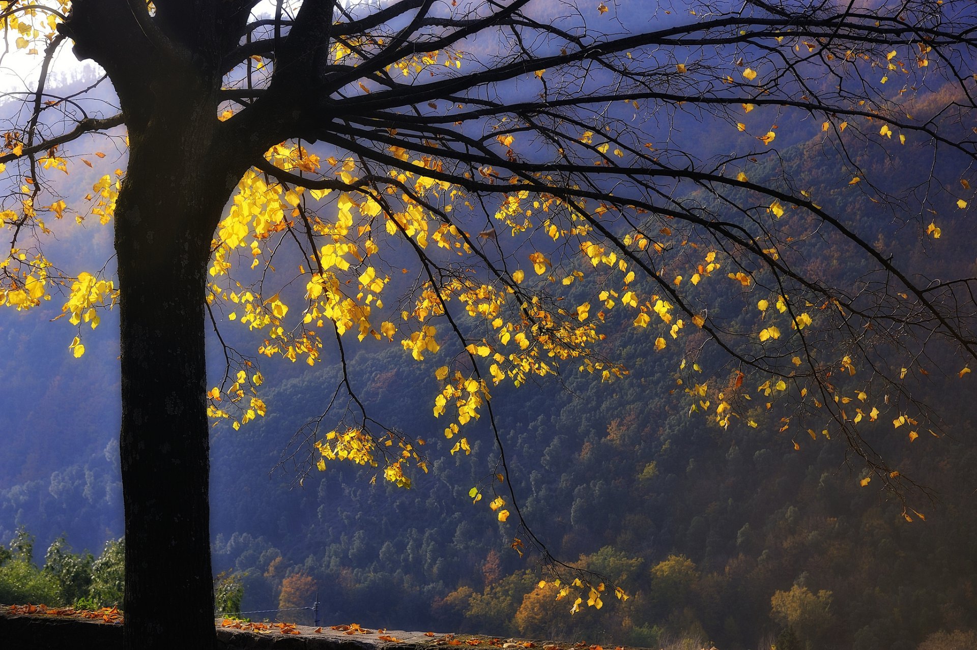 montagna foresta albero rami foglie giallo autunno