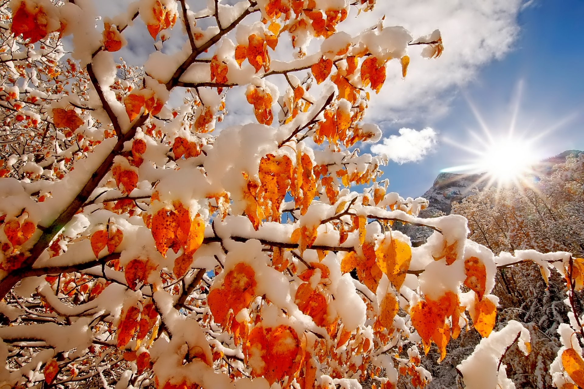 winter snow sky sun light mountains clouds trees branches colors nature mountain tree