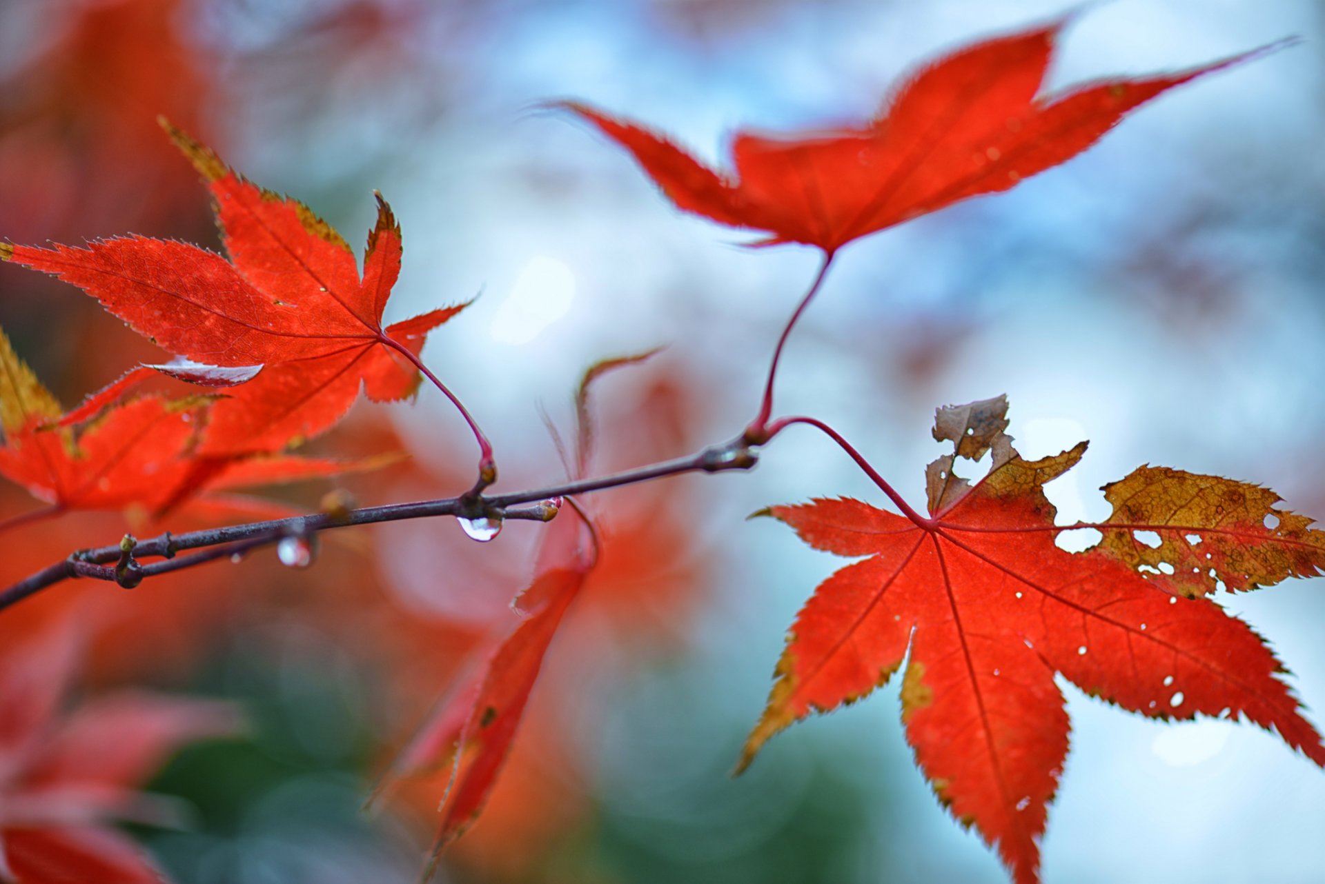 ramo acero foglie rosso gocce luci autunno