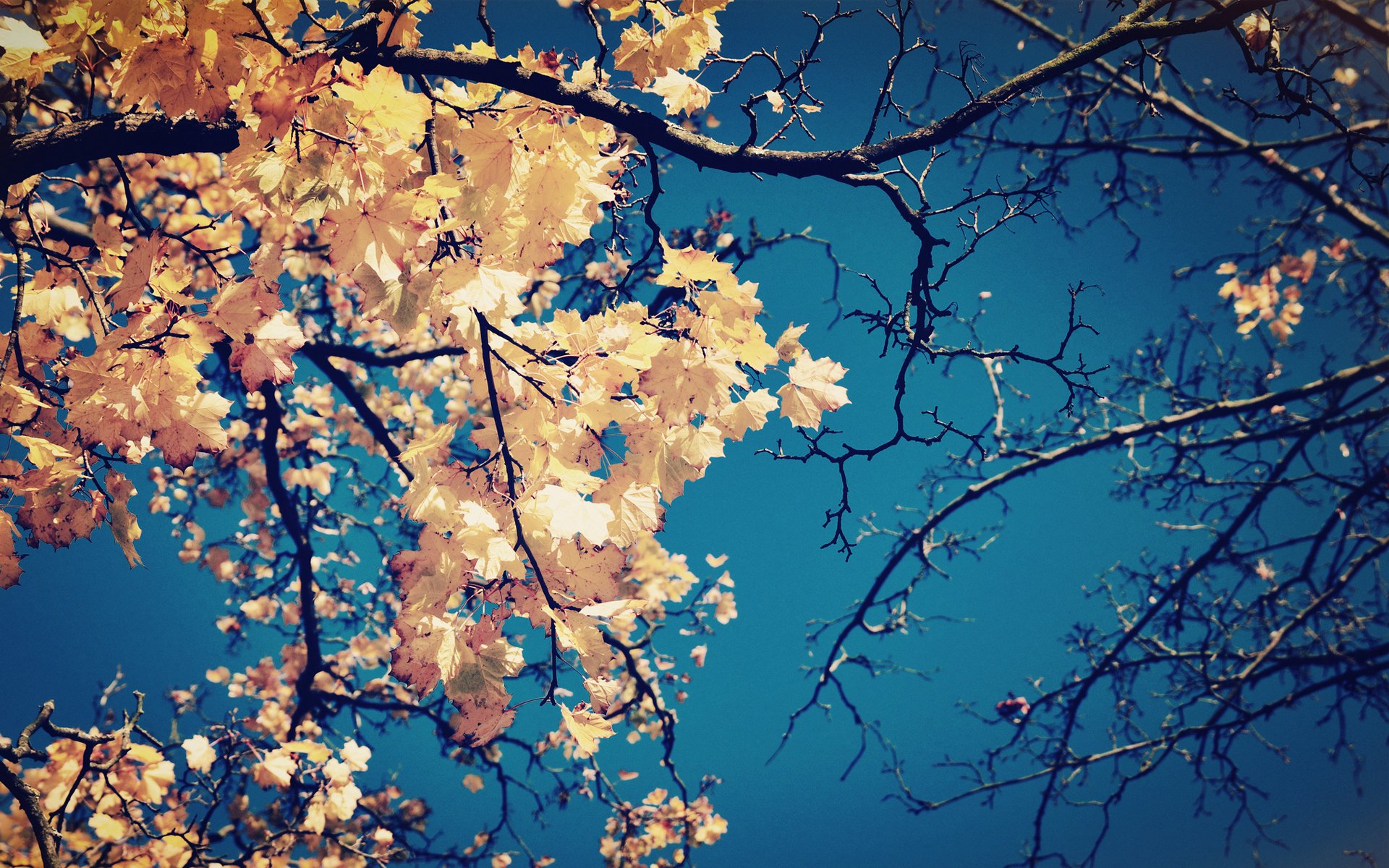 arbre branches feuilles jaune couronne automne ciel