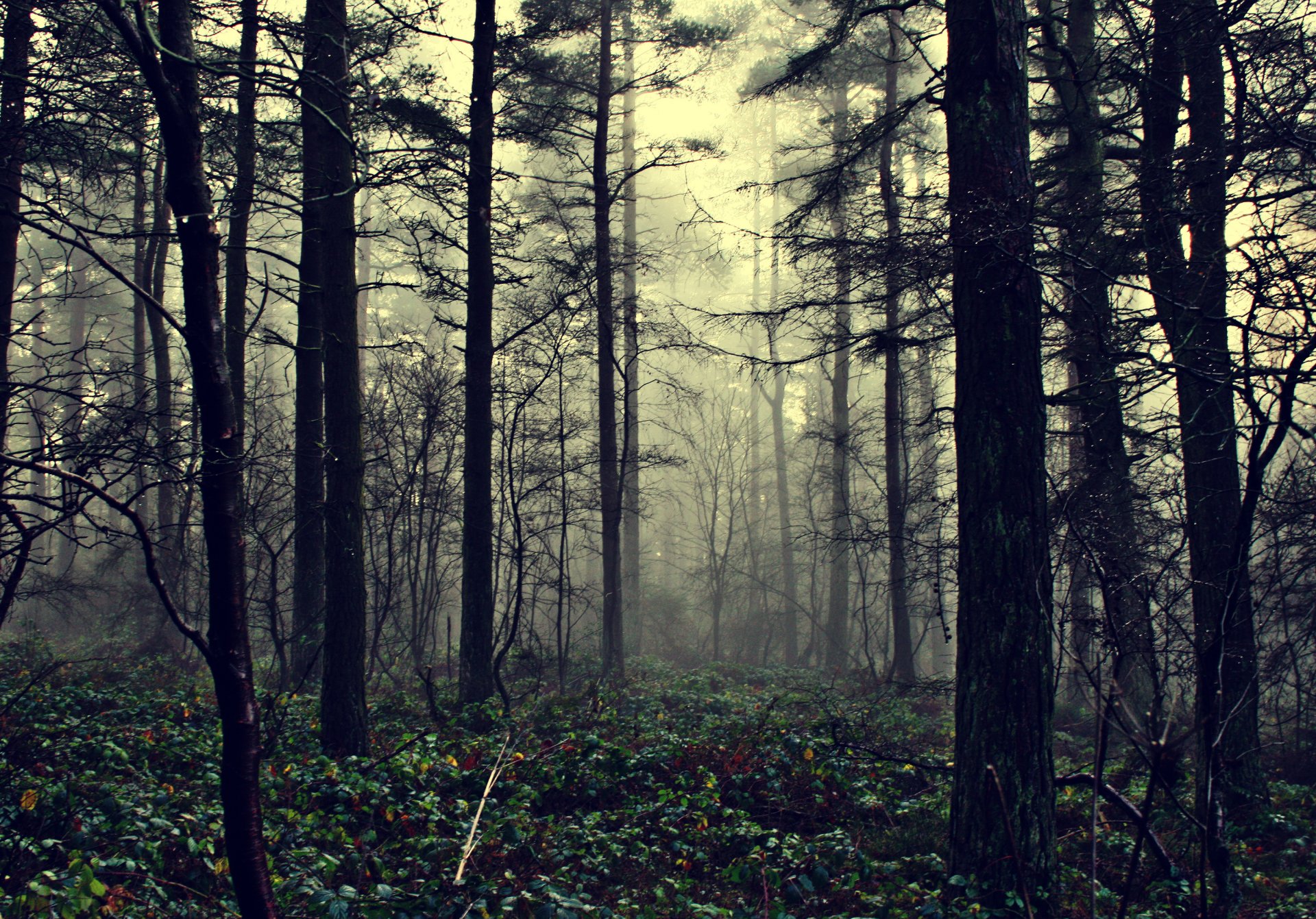 bosque niebla naturaleza niebla de la ilusión