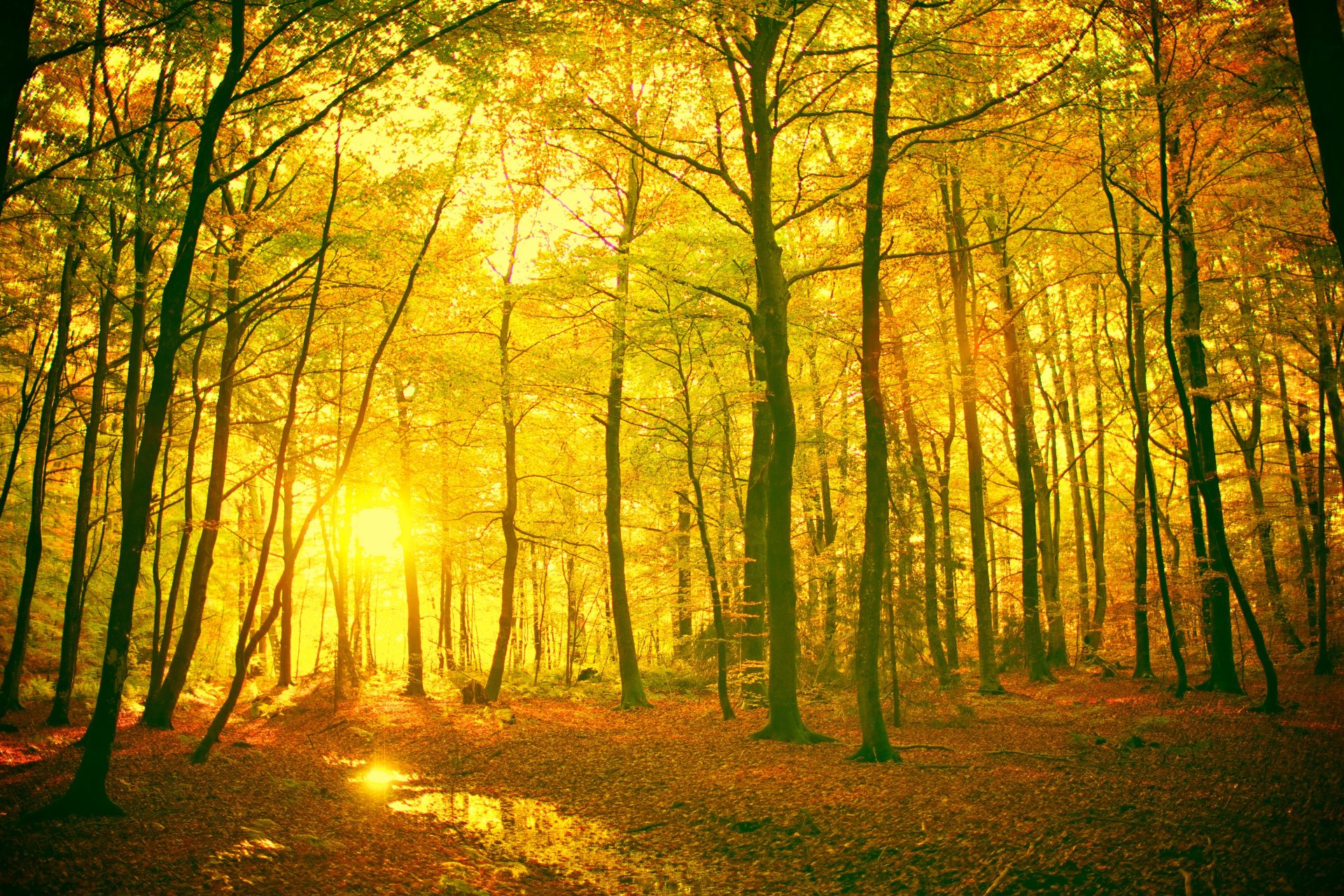 natur landschaft bäume baum blätter blätter zweige stamm gelb rot sonne strahlen hintergrund tapete widescreen vollbild widescreen widescreen