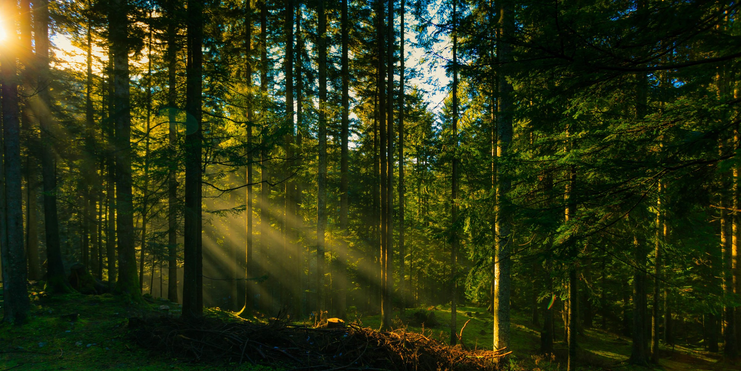 forêt arbres soleil rayons