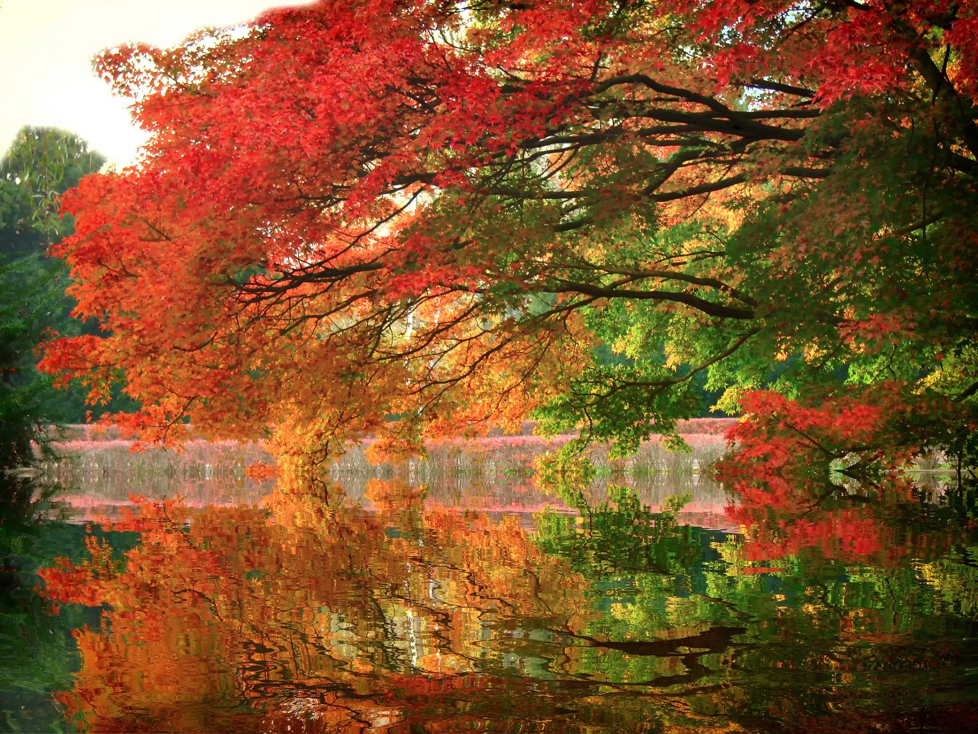 park lake tree branch reflection autumn