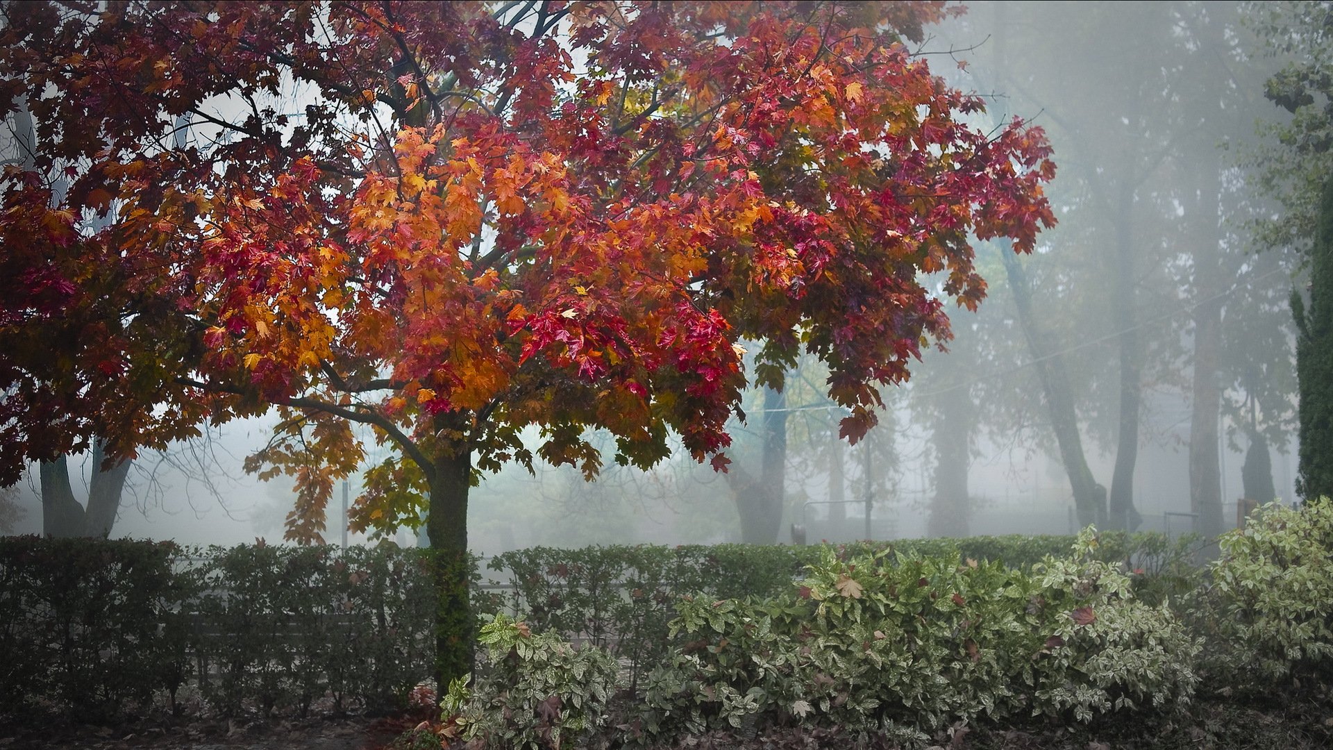 parco alberi arbusti nebbia autunno