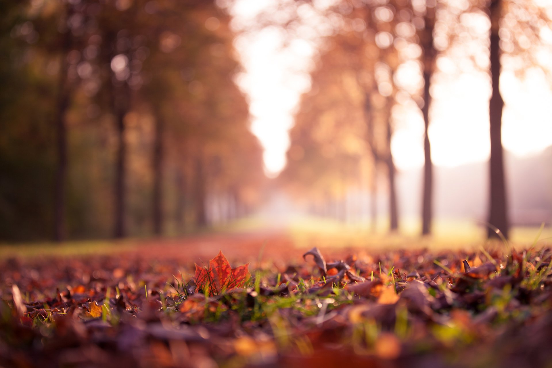 liście klon żółty bordowy suchy trawa jesień natura mgła park drzewa