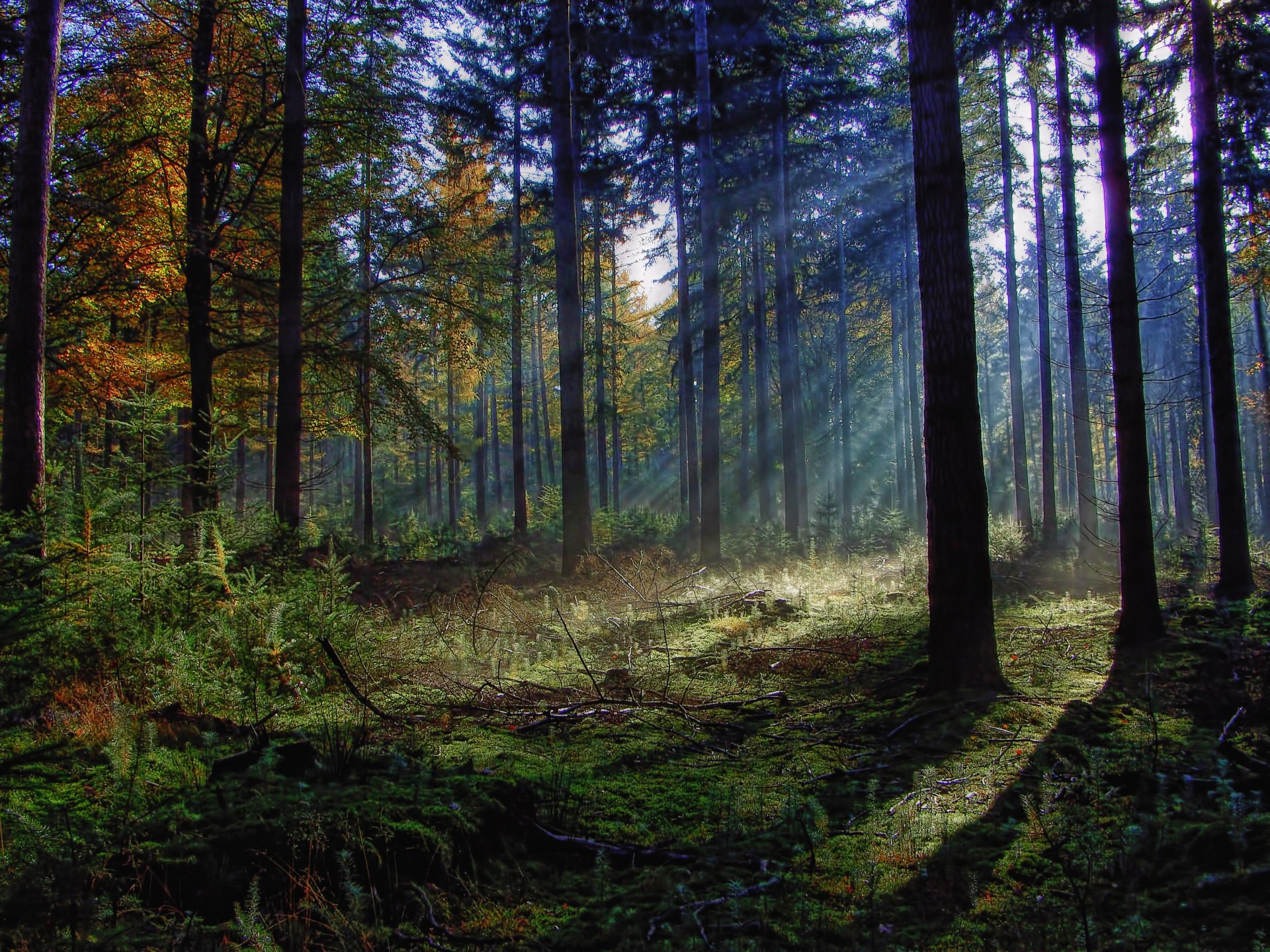 forêt arbres feuillage brousse herbe branches soleil rayons